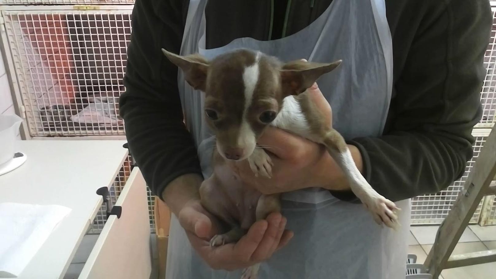 29 Hundewelpen werden jetzt von den Pflegern im Tierheim Bruck aufgepäppelt.