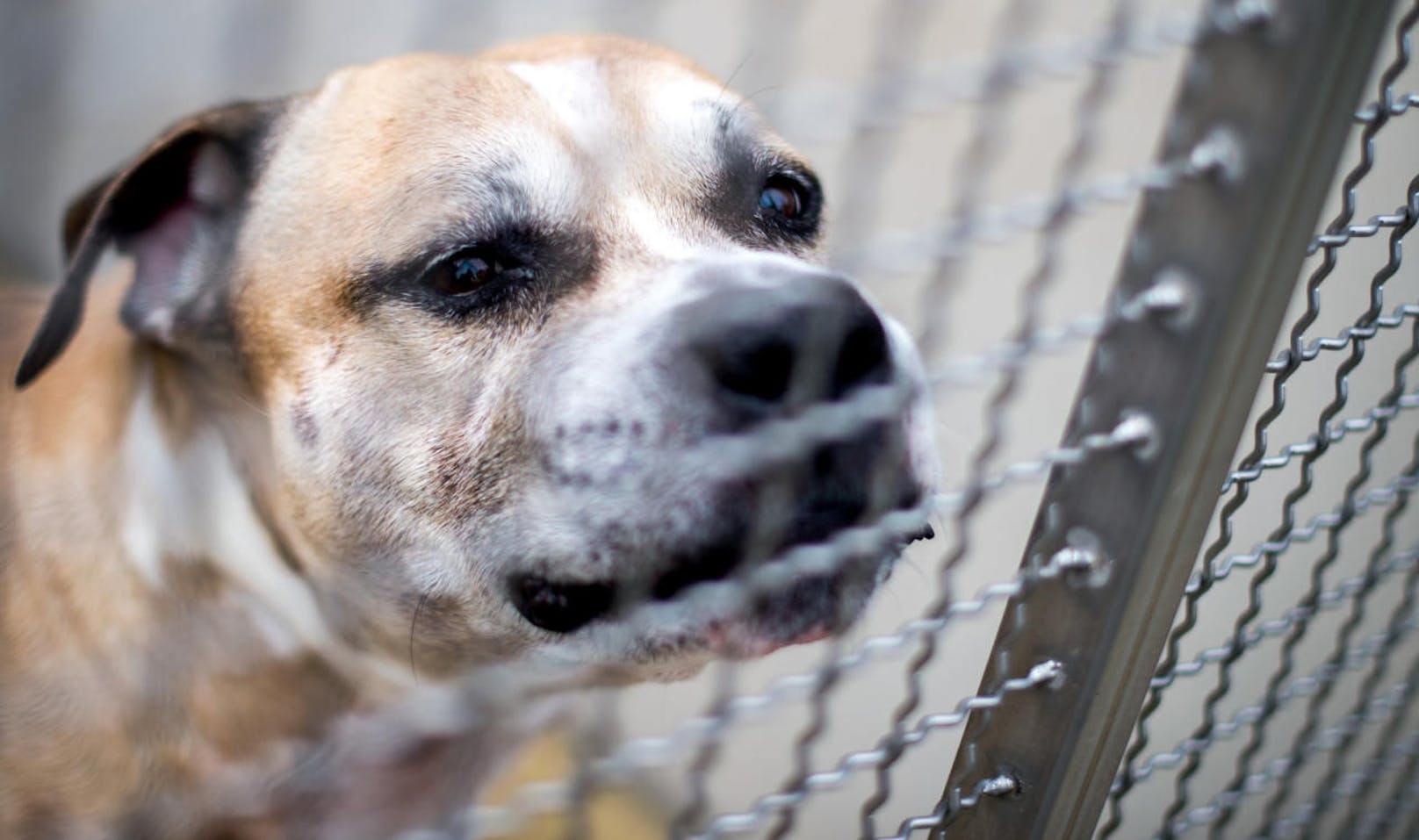 Der Staffordshire-Terrier-Mischling "Chico" in einem Tierheim Hannover. Nachdem er seine 27 und 52 Jahre alten Besitzer in ihrer Wohnung in einem Mehrfamilienhaus totgebissen hatte, wurde er auf Anweisung des Ordnungsamtes eingeschläfert.