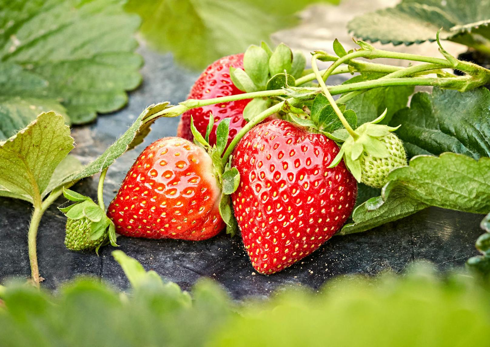 Erdbeeren selbst zu ziehen, ist keine Hexerei. Sie brauchen lediglich humusreichen und nahrhaften Boden. Um möglichst viele Früchte zu bekommen, sollten Erdbeeren zwischen Mitte Juli und
Ende August gepflanzt werden.
