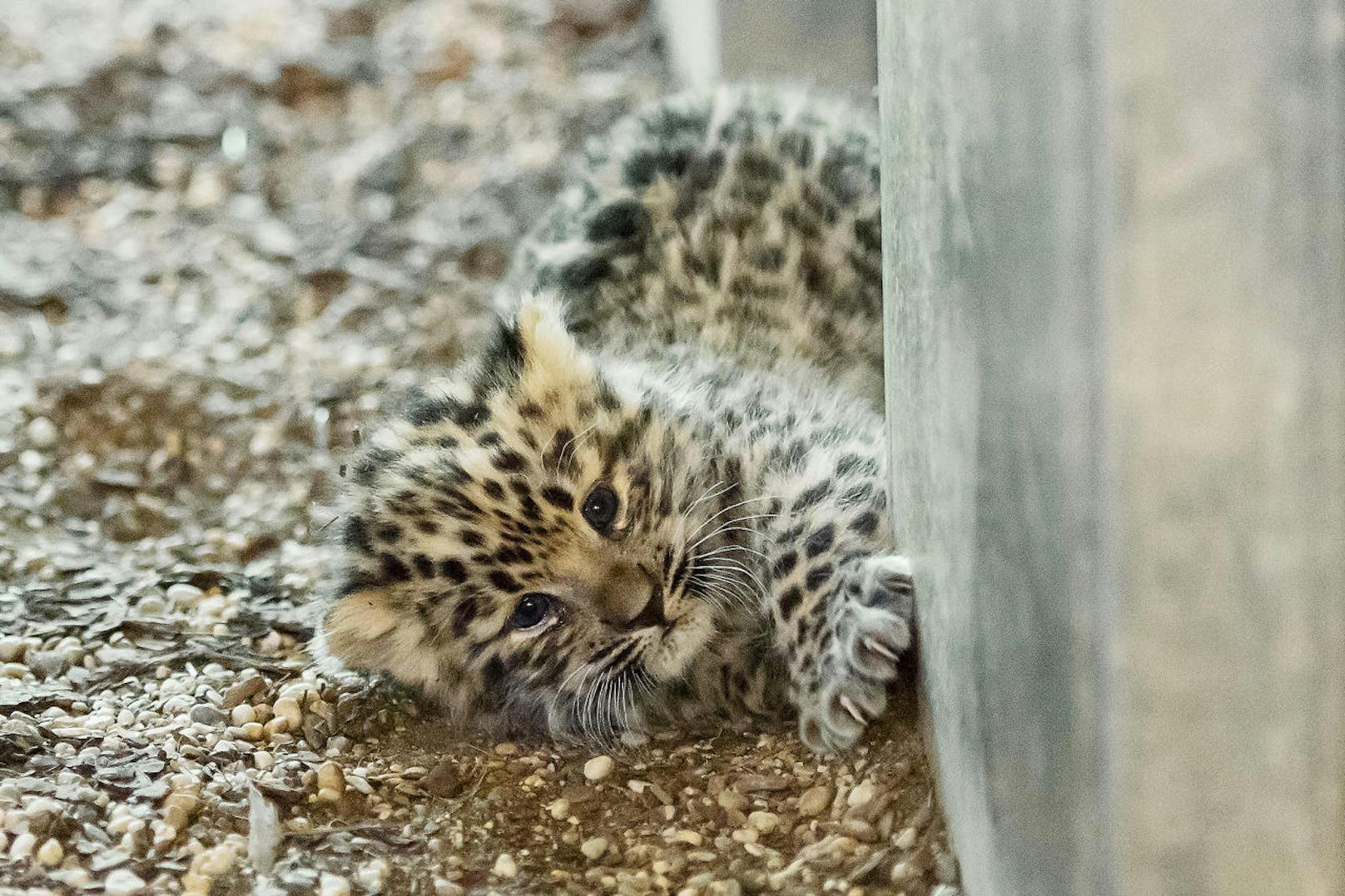 Den Namen für das weibliche Leoparden-Jungtier haben sich die Tierpfleger überlegt.