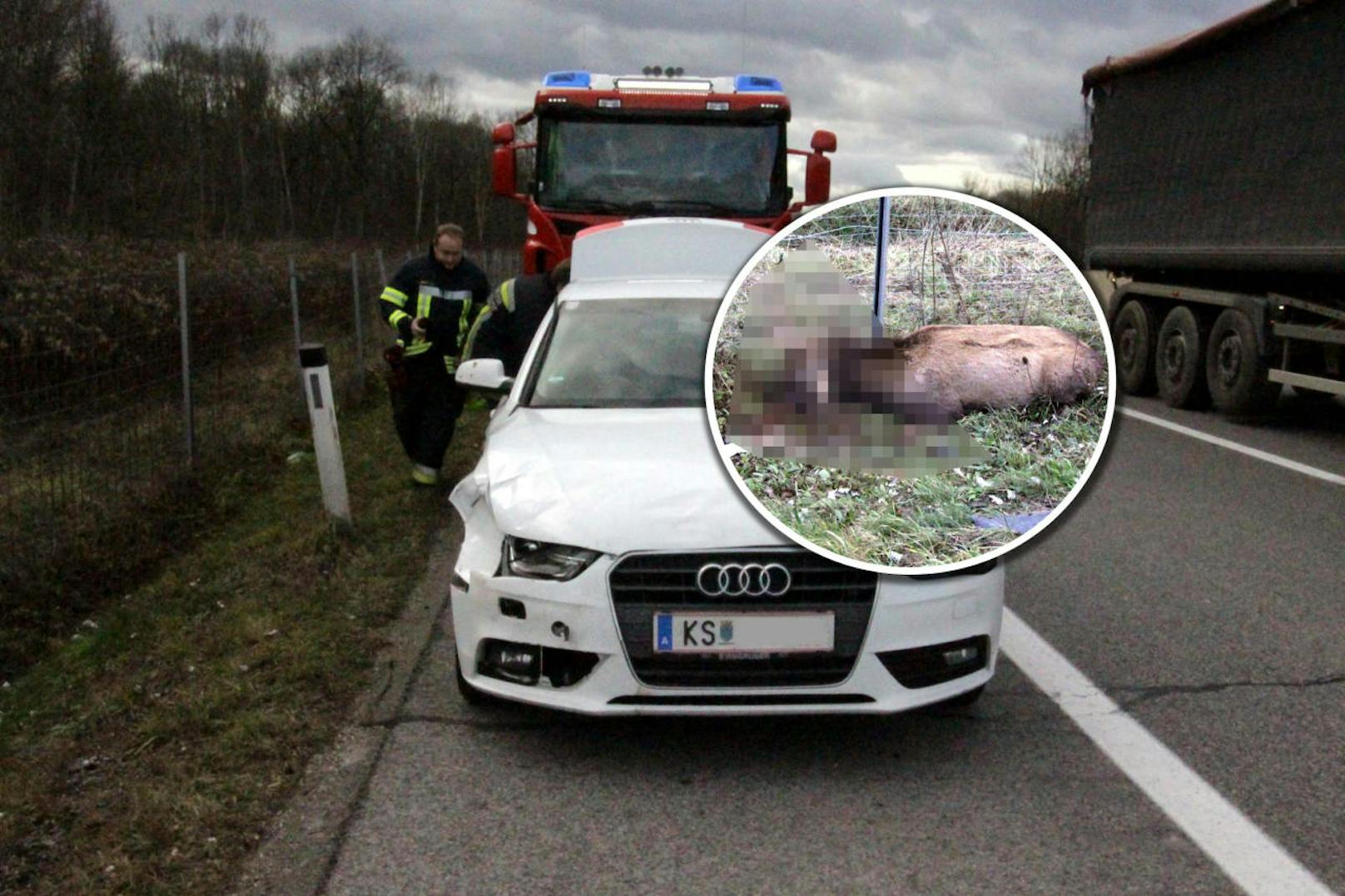 Der Hirsch überlebte den Unfall nicht, das Auto war fahruntauglich.