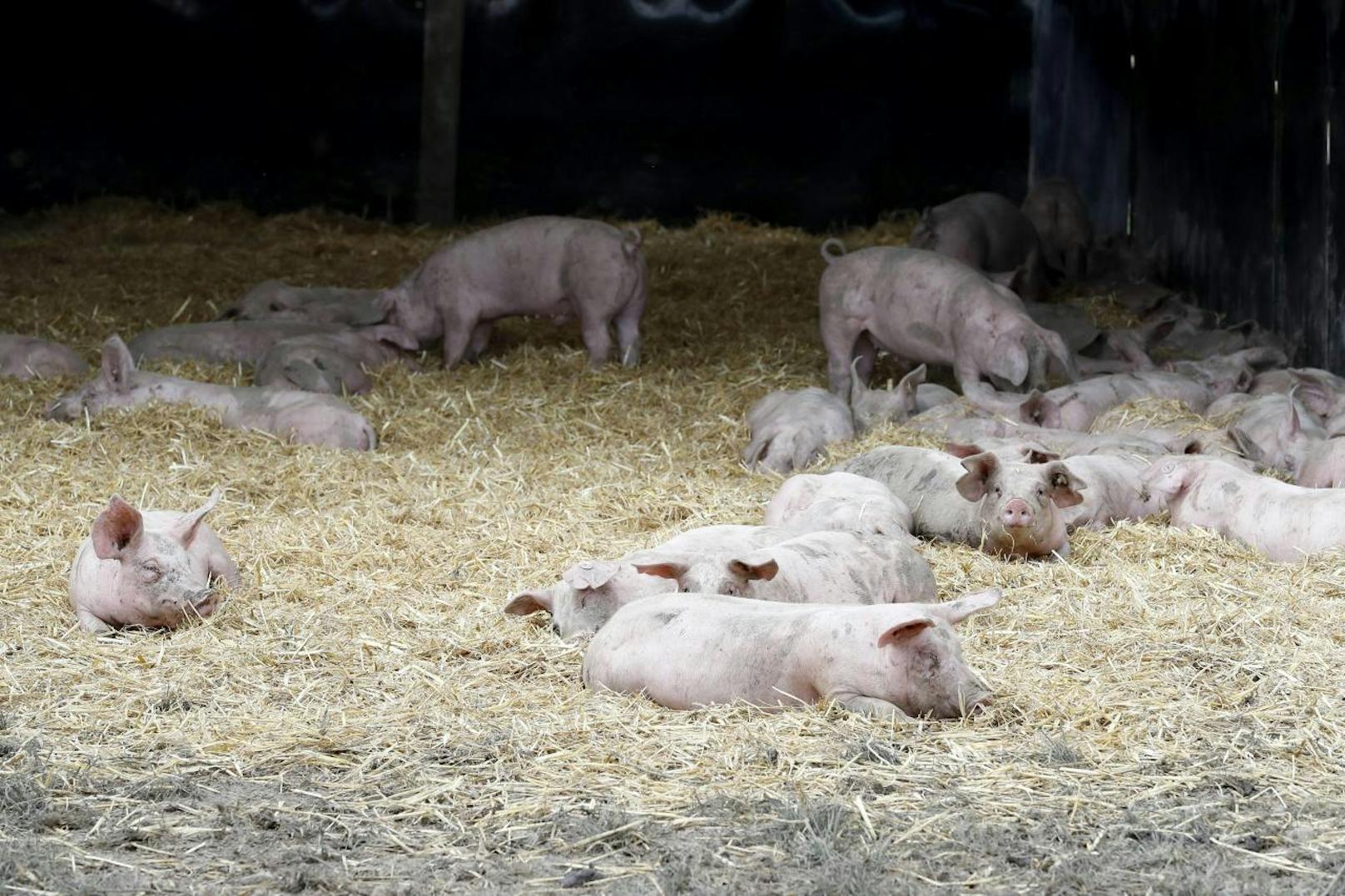Infizieren sich Schweine und Wildschweine mit dem Virus, so verläuft die Krankheit oft tödlich.