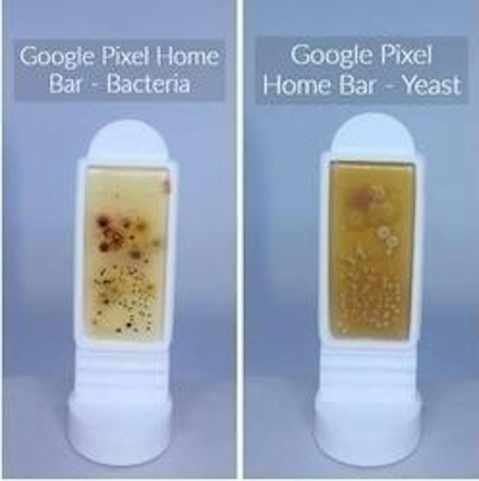 Der Home-Button am Google Pixel in der Bakterien (l.) und der Hefepilz-Auswertung