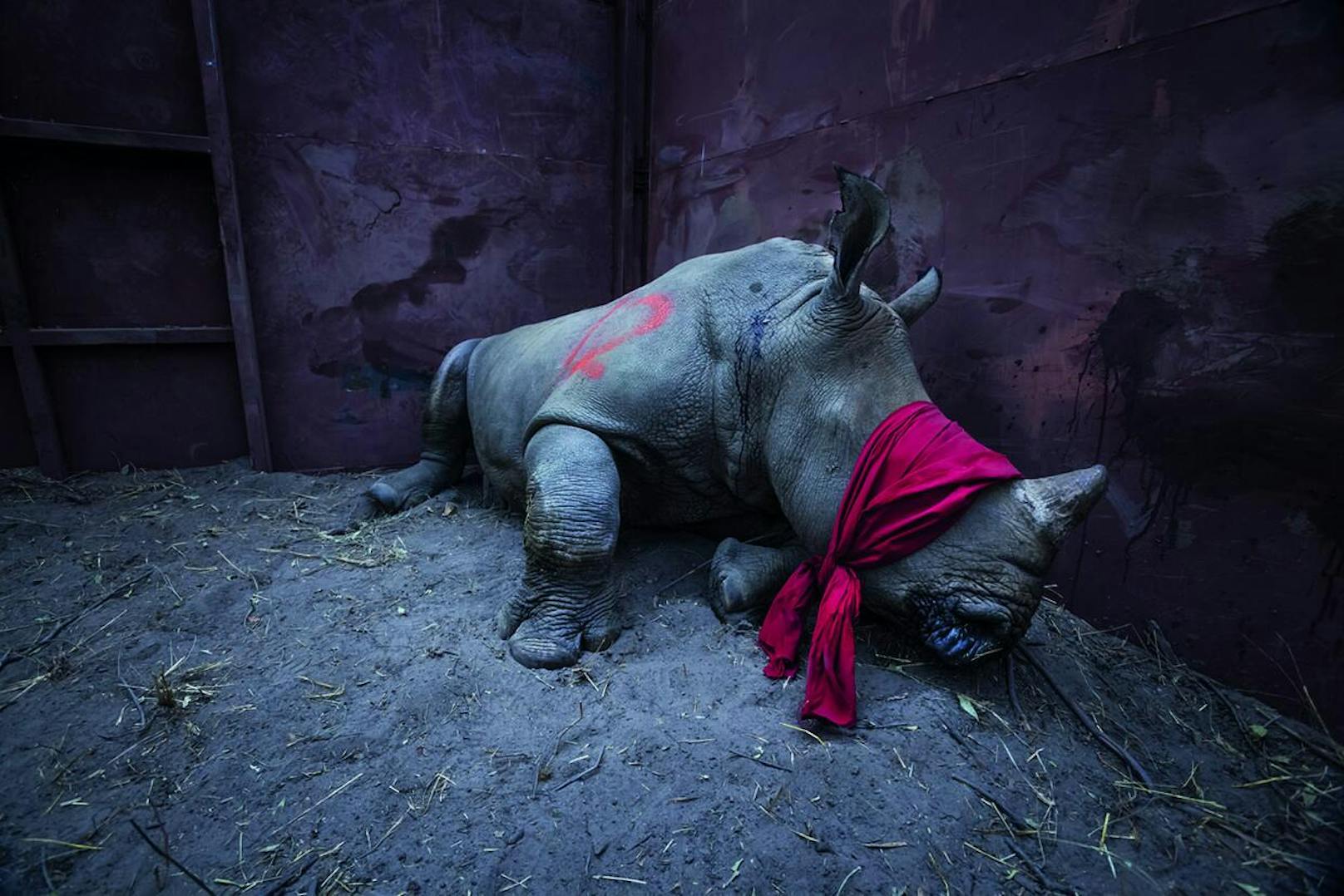 Das Breitmaulnashorn gilt als potenziell gefährdet. Für Rhinozeros-Horn werden besonders in Vietnam und China hohe Preise gezahlt, wo es als Heilmittel gilt, mancherorts wird es aber auch als Partydroge konsumiert. Ein Kilogramm kann zwischen 20,000 und 50,000 Euro einbringen. Die Zahl der in Südafrika von Wilderern erlegten Tiere stieg von 13 im Jahr in 2007 auf den traurigen Rekord von 1215 in 2014. Zwar ist sie seitdem leicht rückläufig, die Verluste bleiben aber untragbar. Botswana rettet Nashörner von den Brennpunkten der Wilderei in Südafrika und siedelt sie in die eigenen Naturschutzgebiete um.