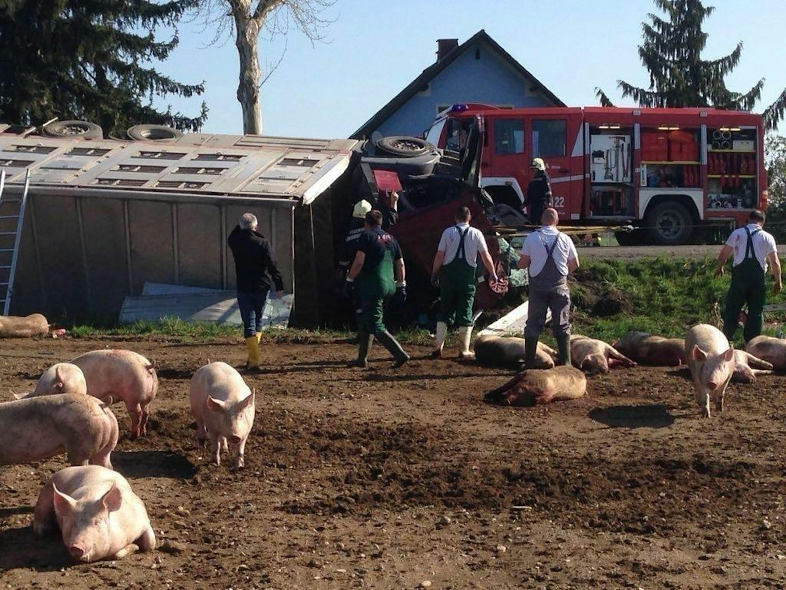 Unfall eines Schweinetransporters in der Südsteiermark.