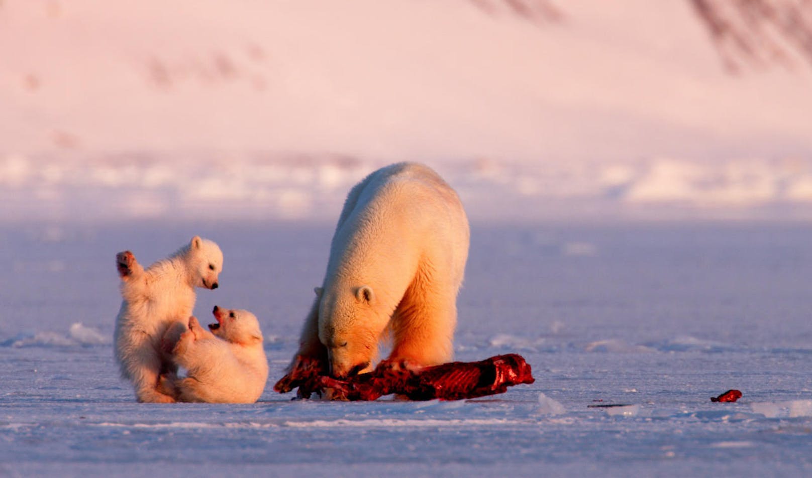 Die Eisbärin "Frost" ist eine aufmerksame Mutter. Selbst beim Fressen lässt sie ihre Jungen nicht aus den Augen. 