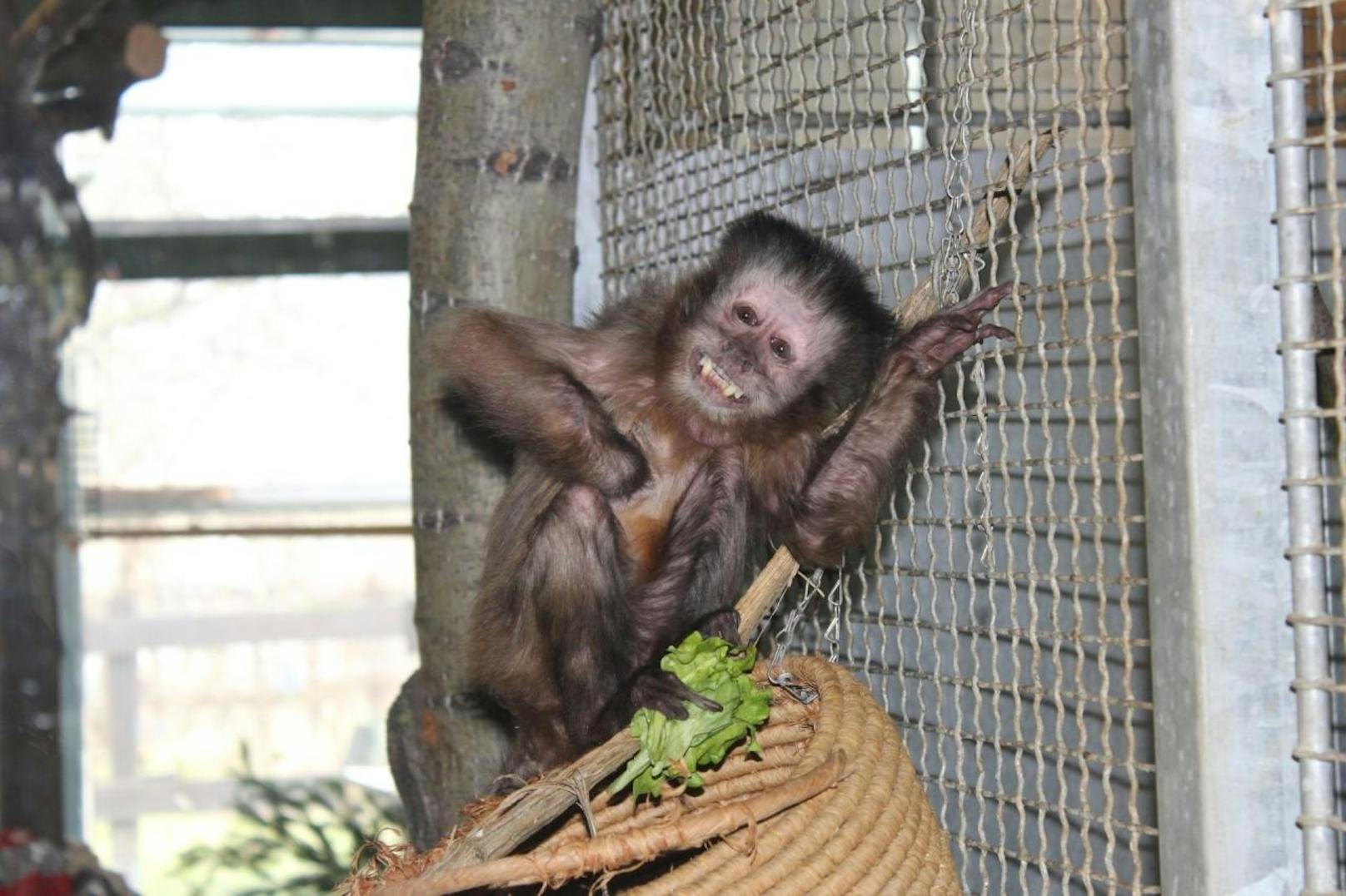 Wer ein großer, starker Affe werden will muss, der muss brav sein Obst und Gemüseaufessen.  (c) Wiener Tierschutzverein/WTV