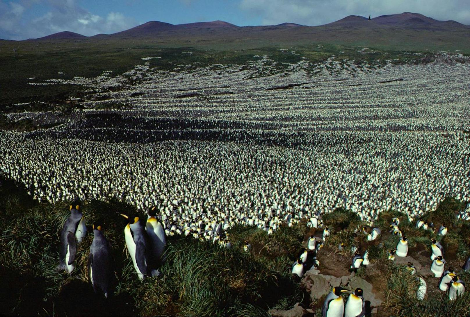 Die größte Kolonie der Königspinguine liegt auf der unbewohnten französischen Insel Île aux Cochons im Indischen Ozean. Anfang der 1980er-Jahre tummelten sich dort etwa 2 Millionen Tiere. (Aufnahme von 1982)