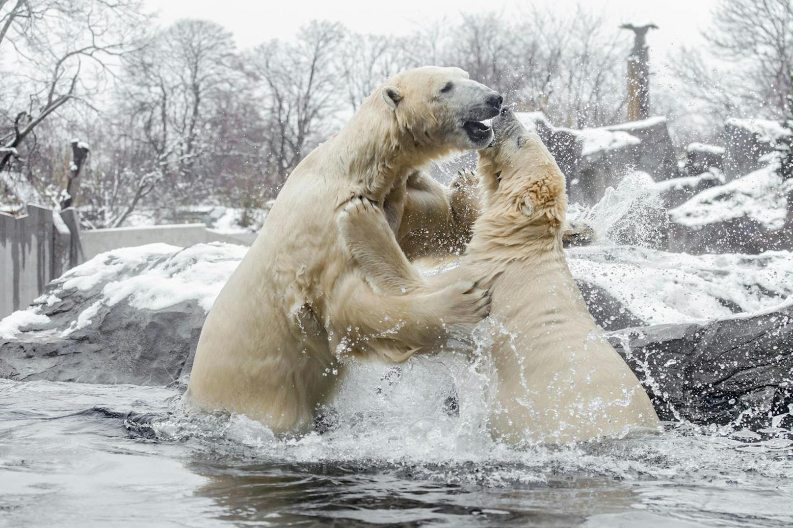 Die Eisbären genießen die Kälte im Wiener Zoo Schönbrunn. 