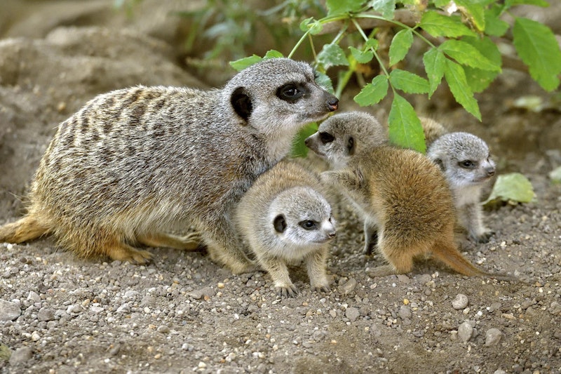 Drei süße kleine Erdmännchen entdecken nun im Zoo Schönbrunn in Wien die Welt. 