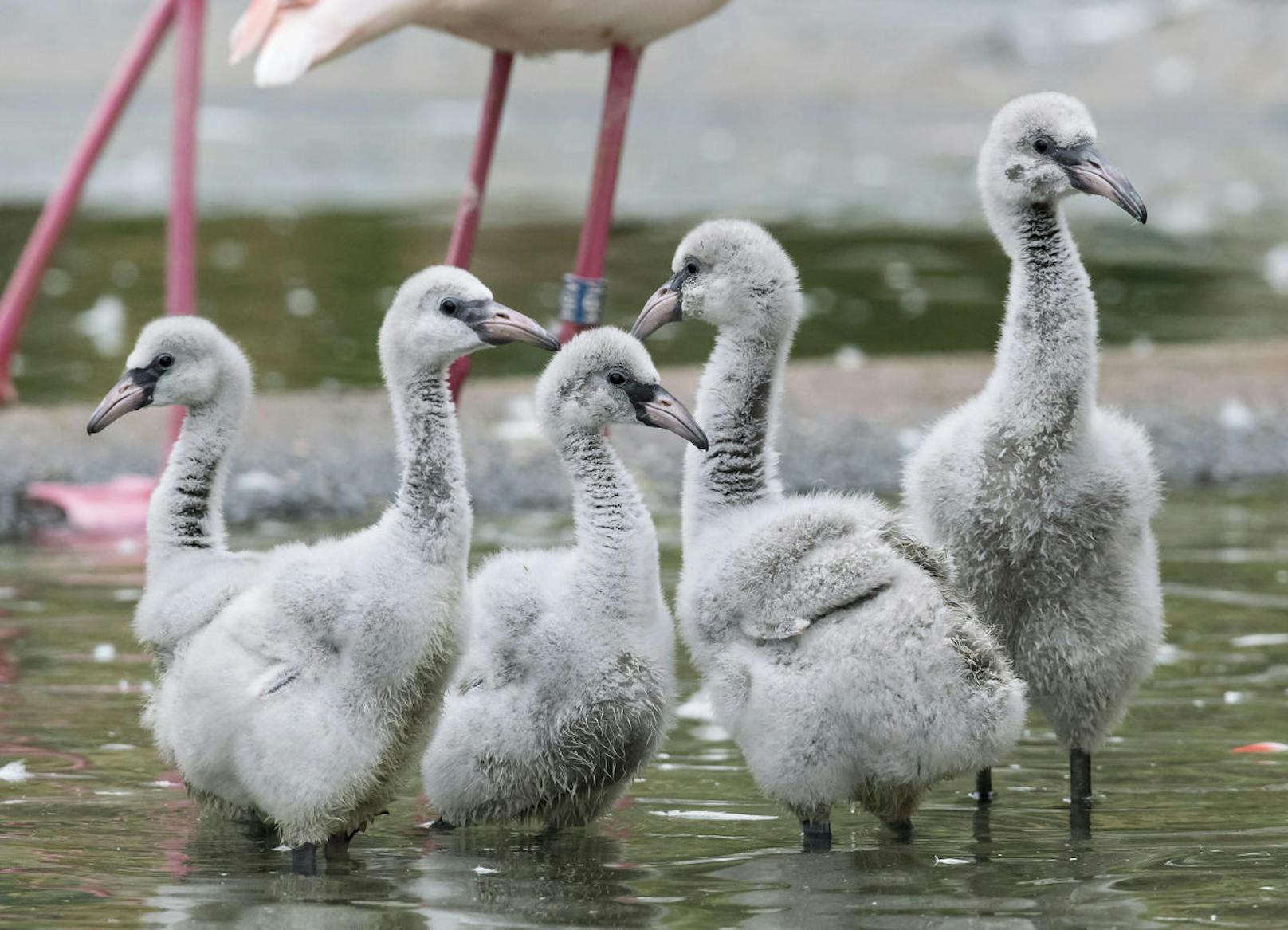 Sooo flauschig: Die fünf grauweißen Flamingobabys werden erst später ein rosafarbenes Fell bekommen.