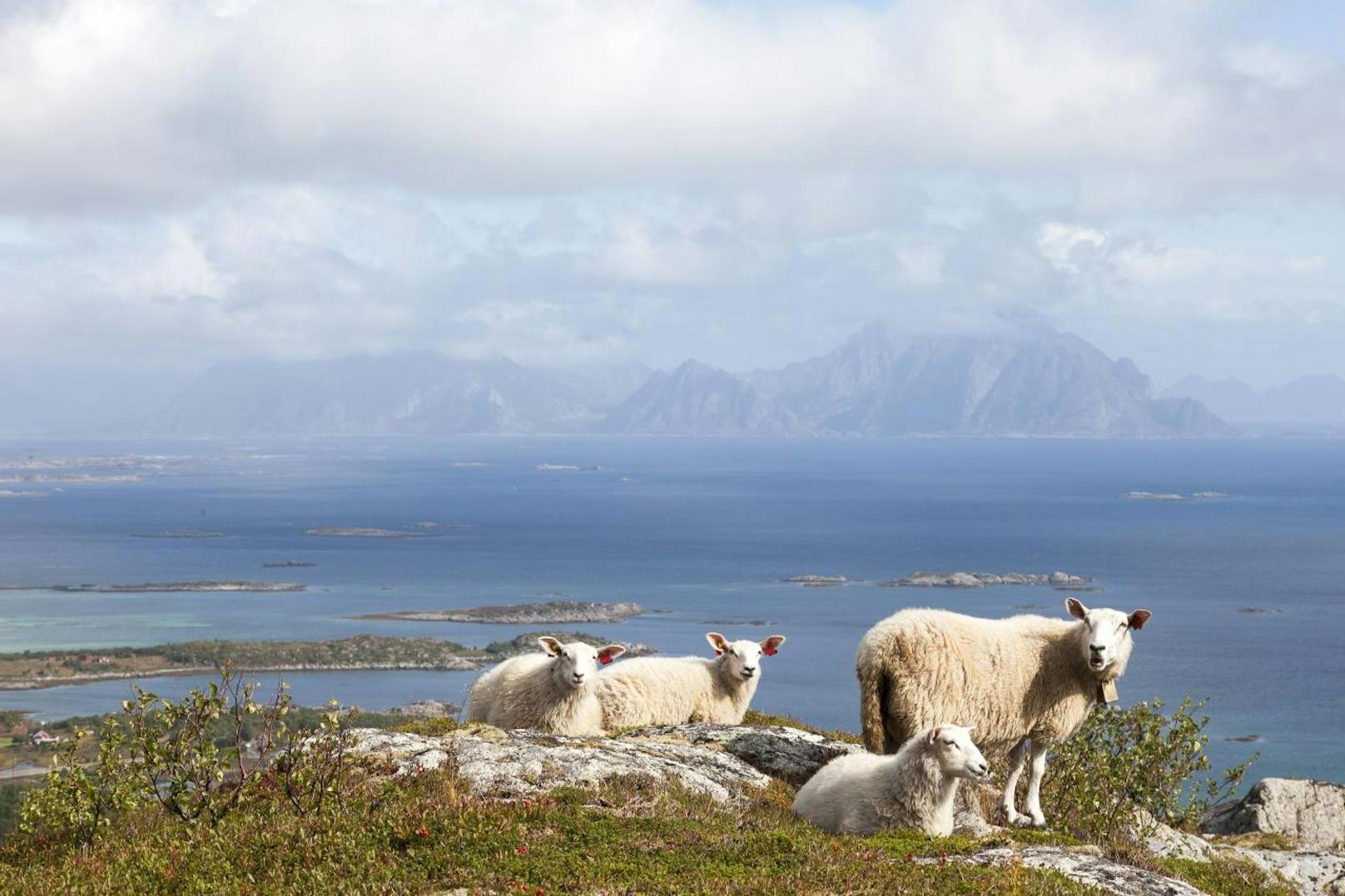 <b>Schafe am Strand von Norwegen:</b> Die dicken, lebenden Wollknäuel sind vor allem in Utakleiv an der norwegischen Westküste bei Vestvågøy zugegen.