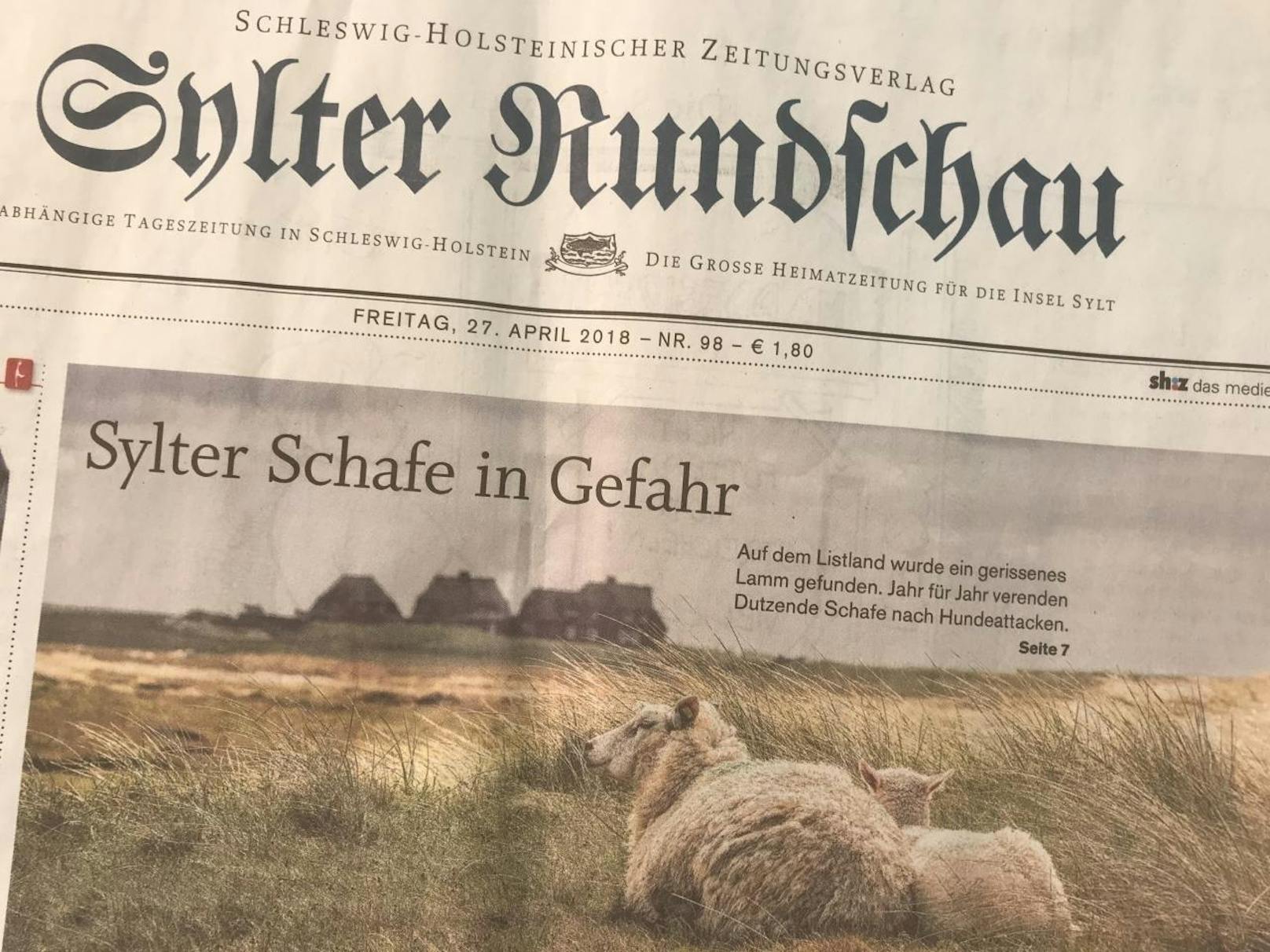 In diesem Jahr hat es Jürgen Wolf-Diedrichsens Herde als erste getroffen. Der Schafzüchter vermutet einen freilaufenden Hund als Täter, wie die "Sylter Rundschau" schreibt.