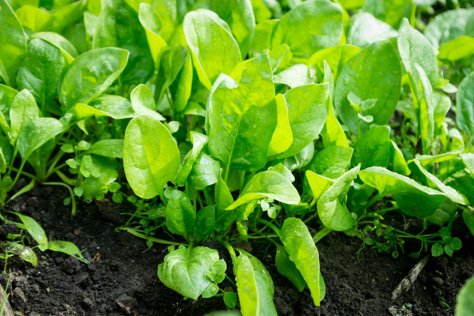 Spinat bevorzugt humose, lockere Böden, da er recht tief wurzelt. Damit die weichen Blätter nicht austrocknen sollte der Boden stets feucht sein. Er wächst sowohl an sehr sonnigen als auch an halbschattigen Orten. Allerdings besteht bei letzteren die Gefahr, dass sich gesundheitsschädliches Nitrat einlagert.