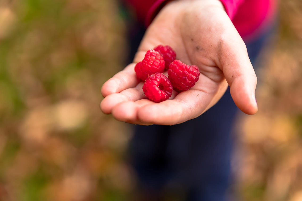 Die Caritas bittet Hobby-Gärtner um Obstspenden.
