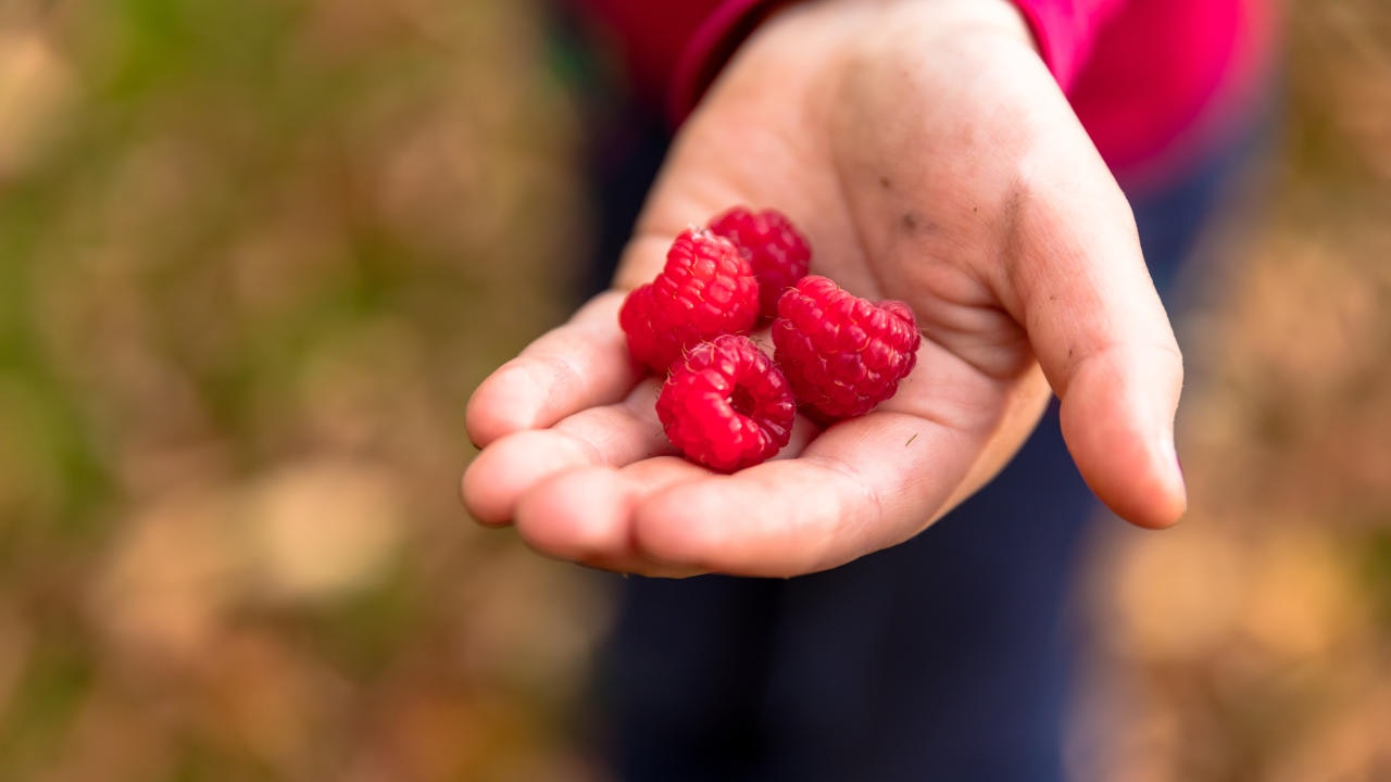 100 g Himbeeren warten schon mit rund 5 g Kohlenhydrate auf.