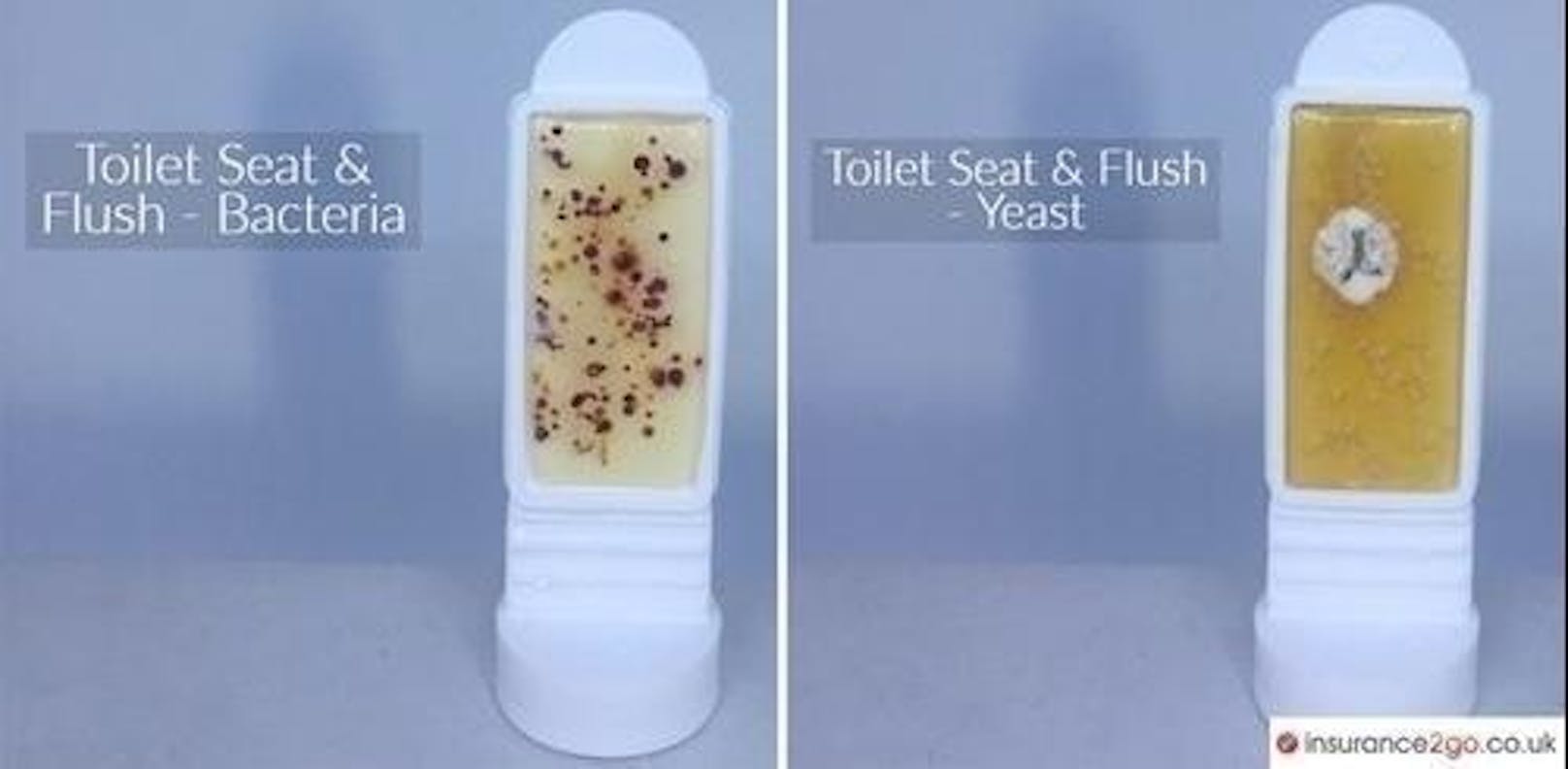 Zum Vergleich: der Bakterien- (l.) und der Hefepilz-Abstrich eines Toilettensitzes