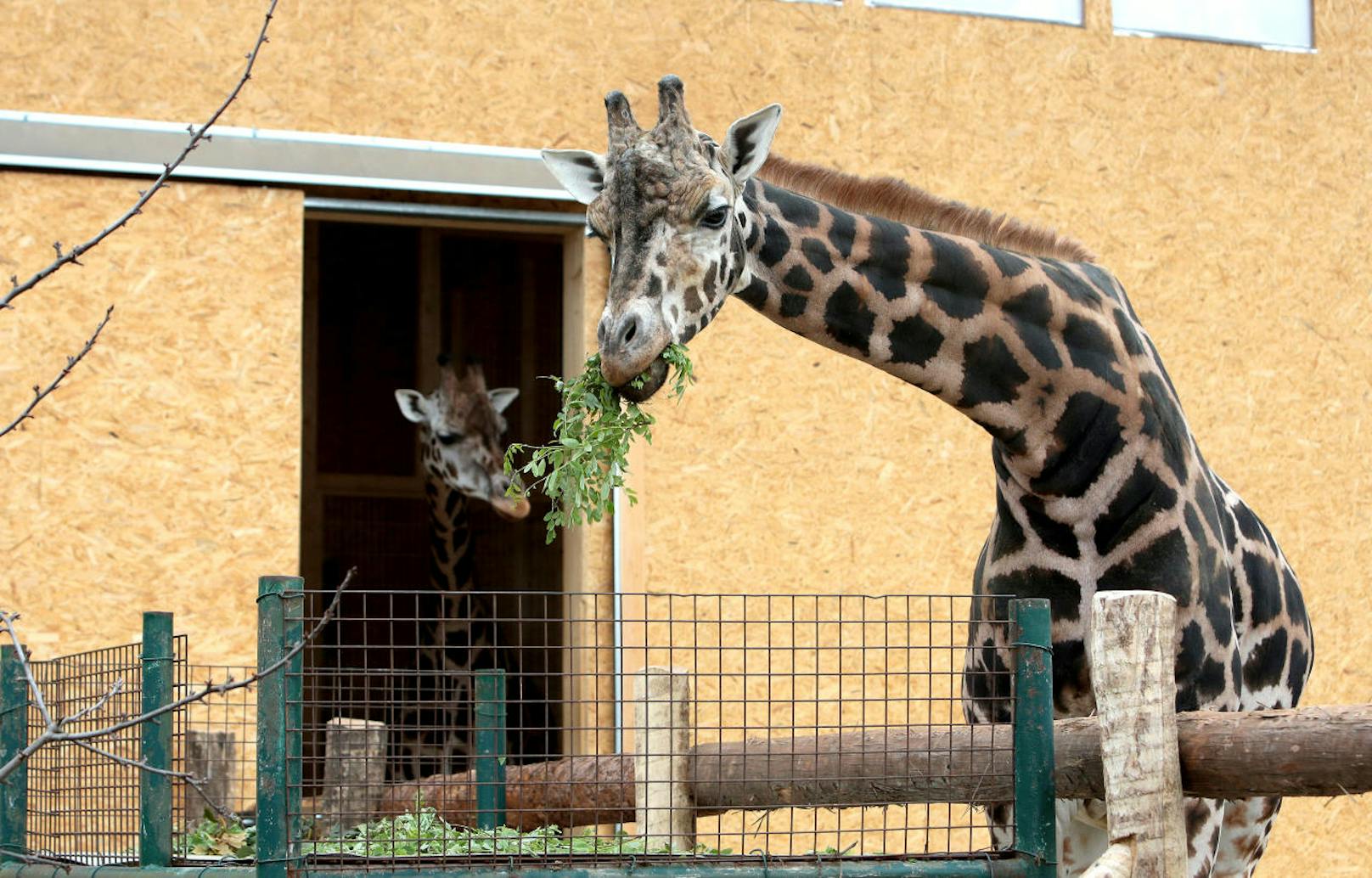 Die Giraffen im Tiergarten Schönbrunn.