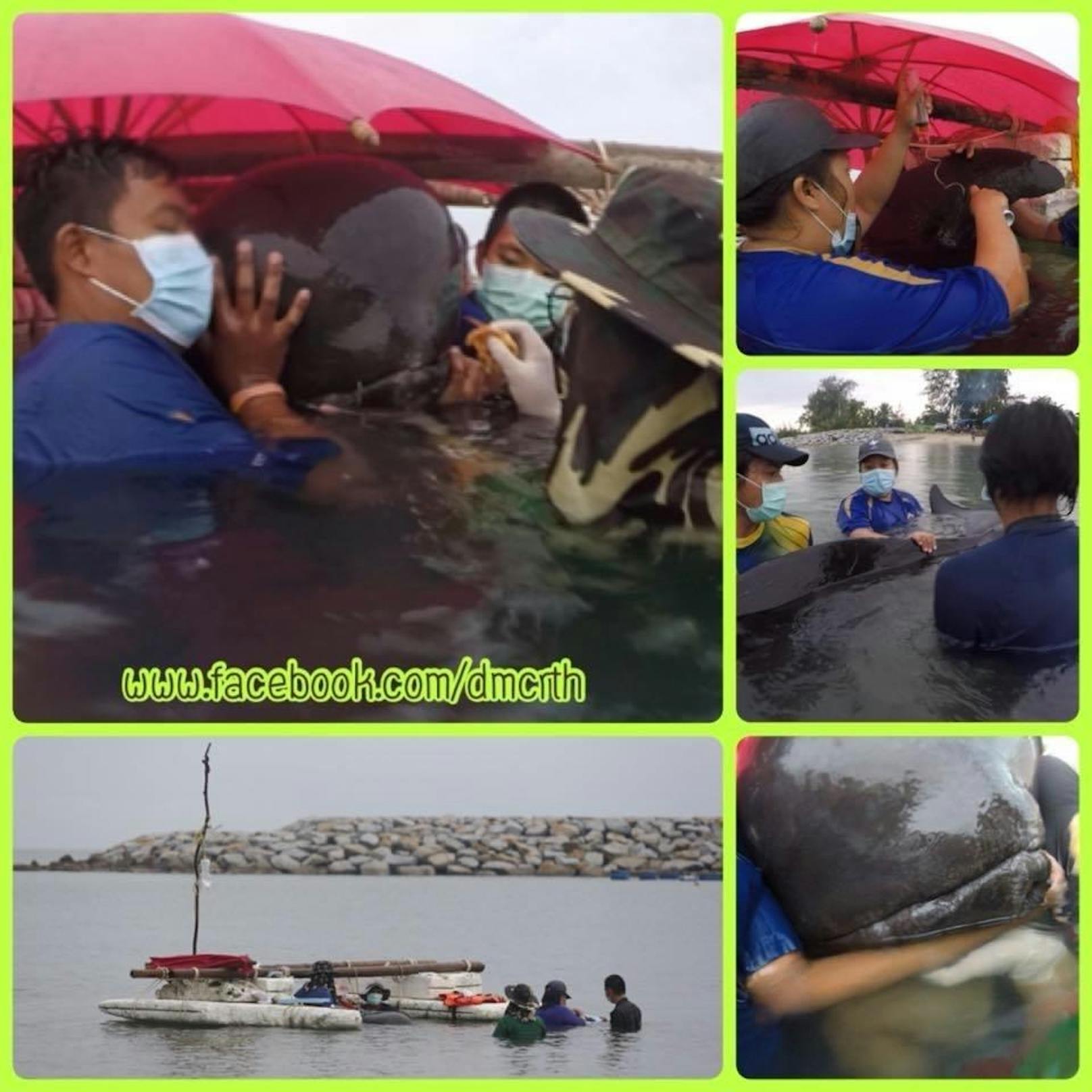 Der halbtote Pilotwal war in einem Kanal an der Grenze zu Malaysia gefunden worden.
