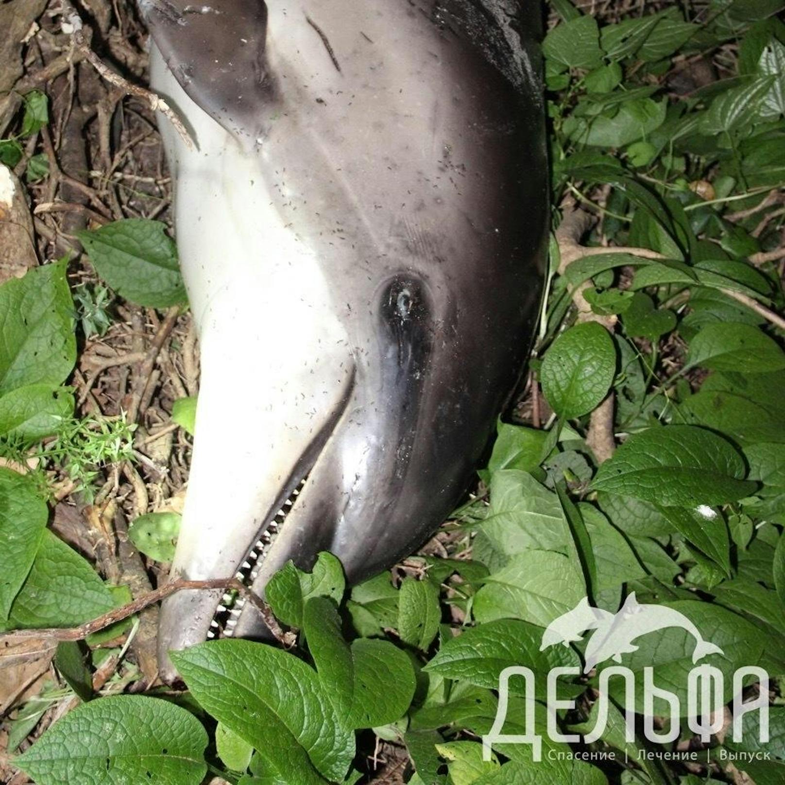Auf dem russischen Facebook-Pendant VKontakte postete das Delfin-Rettungszentrum von Sotschi die Meldung mit Bildern des toten Delfins.