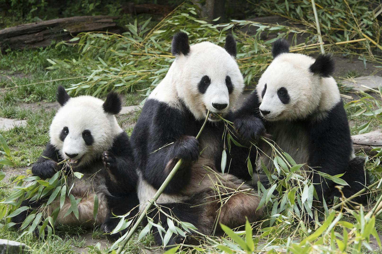 Klar, dass die Panda-Zwillinge Fu Feng und Fu Ban mit ihrer Mutter Yang Yang im Kalender nicht fehlen dürfen. (c) Daniel Zupanc