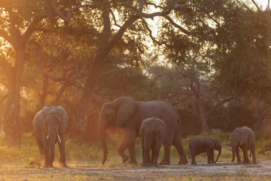 Die Siegerin träumt von einer Safari.