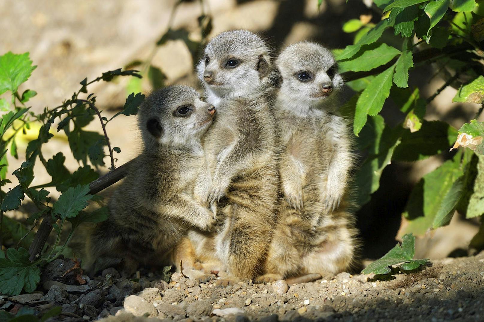 Drei süße kleine Erdmännchen entdecken nun im Zoo Schönbrunn in Wien die Welt. 