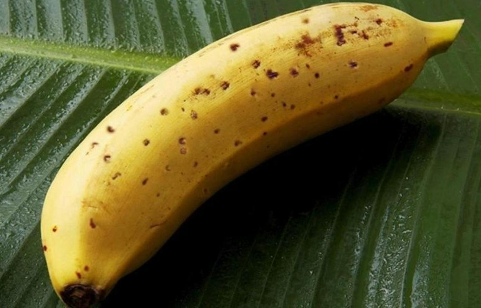 Der letzte Schrei aus Japan: Die Mongee-Banane, die mitsamt der Schale verputzt werden kann.