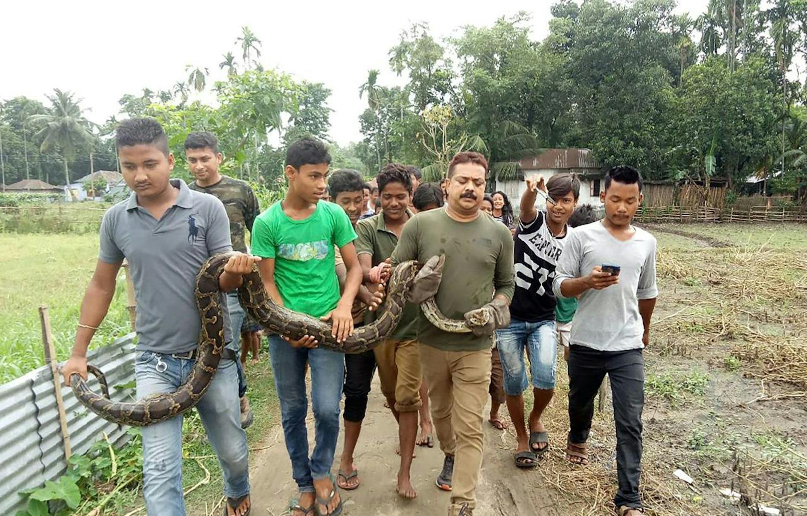 Während Förster Sanjay Dutta (Mitte) aus Westbengalen für Fotos vor einer jubelnden Menge mit einer fünfeinhalb Meter langen Python posierte, wurde er von dieser beinahe erdrosselt (17. Juni 2018).