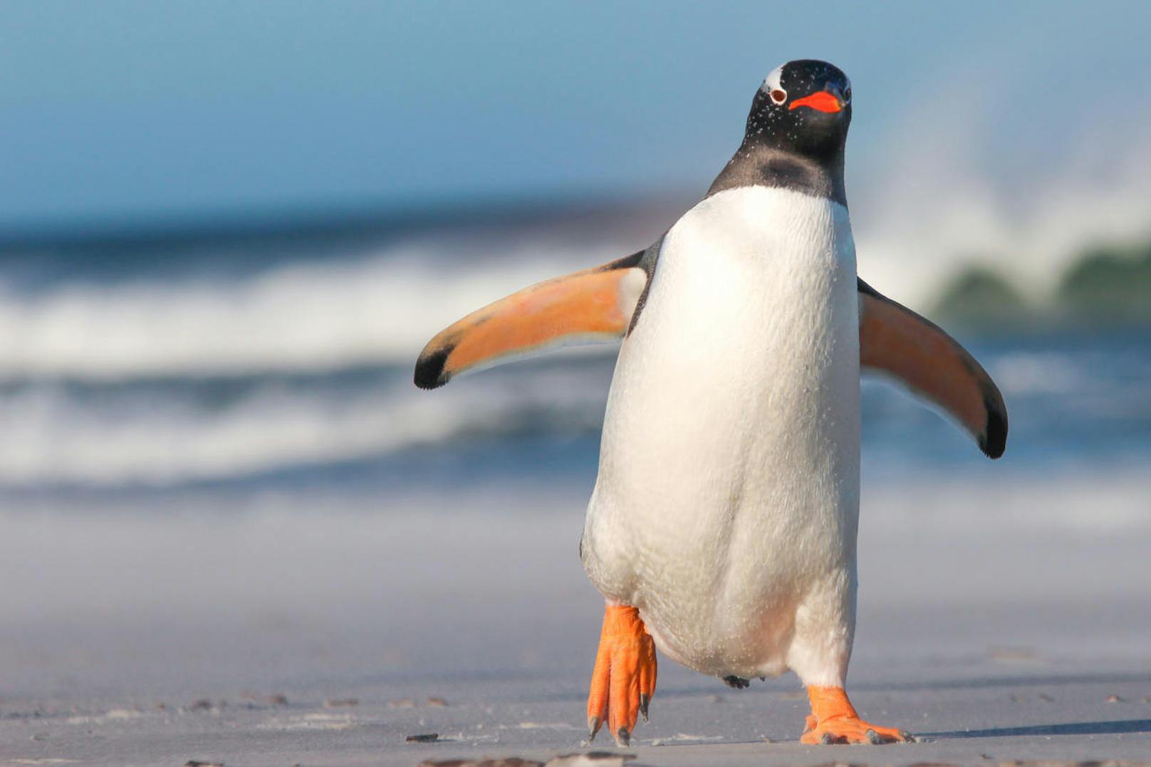 Ist ein glücklich watschelnder Pinguin dein tierischer Seelenverwandter? <br>