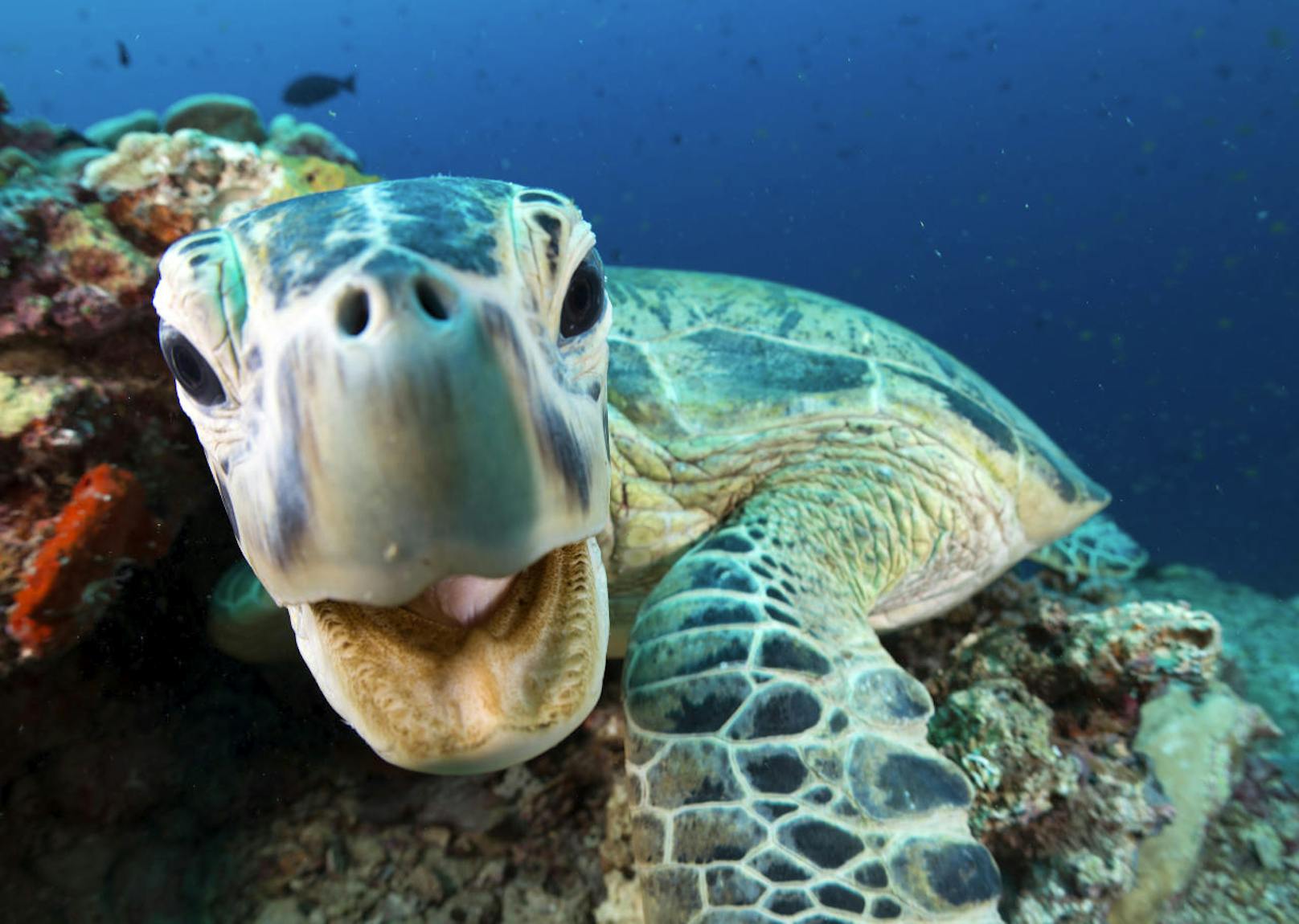 Auf 125 Tauch- und Drehreisen, die in über 39 Länder führten, wurden unter Wasser beeindruckende Tiergeschichten eingefangen. Unser Blick auf die Weltmeere wird nicht mehr derselbe sein. In Deutschland wird die Grüne Meeresschildkröte auch Suppenschildkröte genannt, weil sie lange Zeit zur Herstellung von Schildkrötensuppe diente.