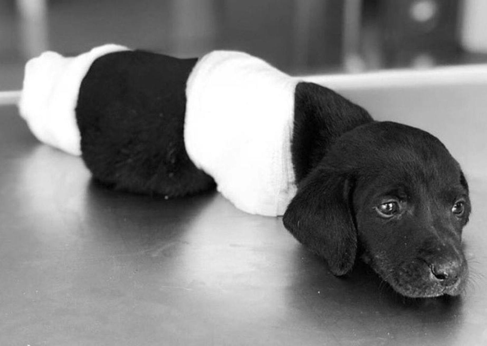 Ein Mann schlug einem Welpen alle vier Beine ab. Tierärzte kämpften mehrere Tage um das Leben des herzigen Hundes, vergeblich! Der Hund erlag seinen schweren Verletzungen.