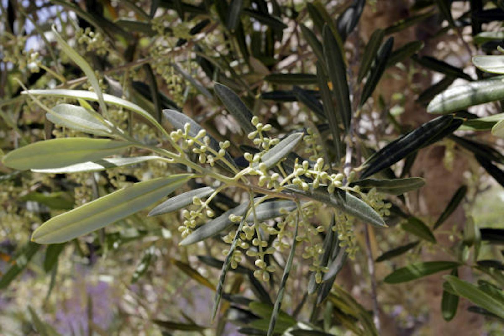 Ebenso Olivenöl, das für viele Seifen verwendet wird und wertvoll für die Haut ist.
