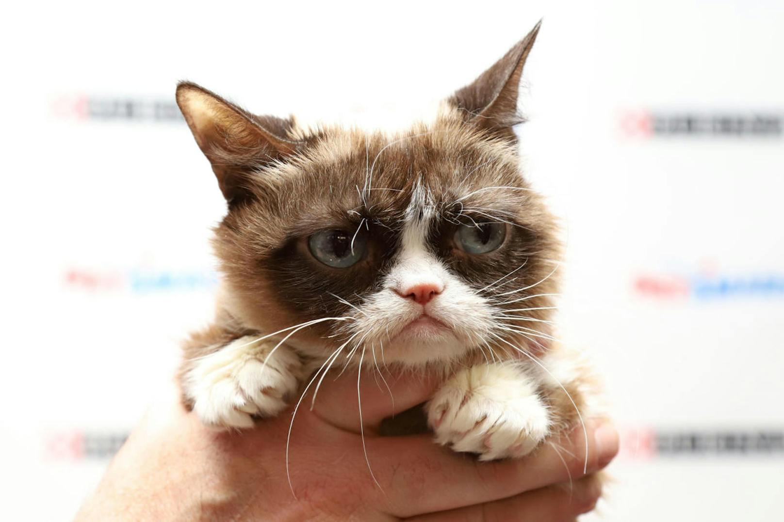 RIP Grumpy Cat: Die berühmteste Katze des Internets wurde sieben Jahre alt.
