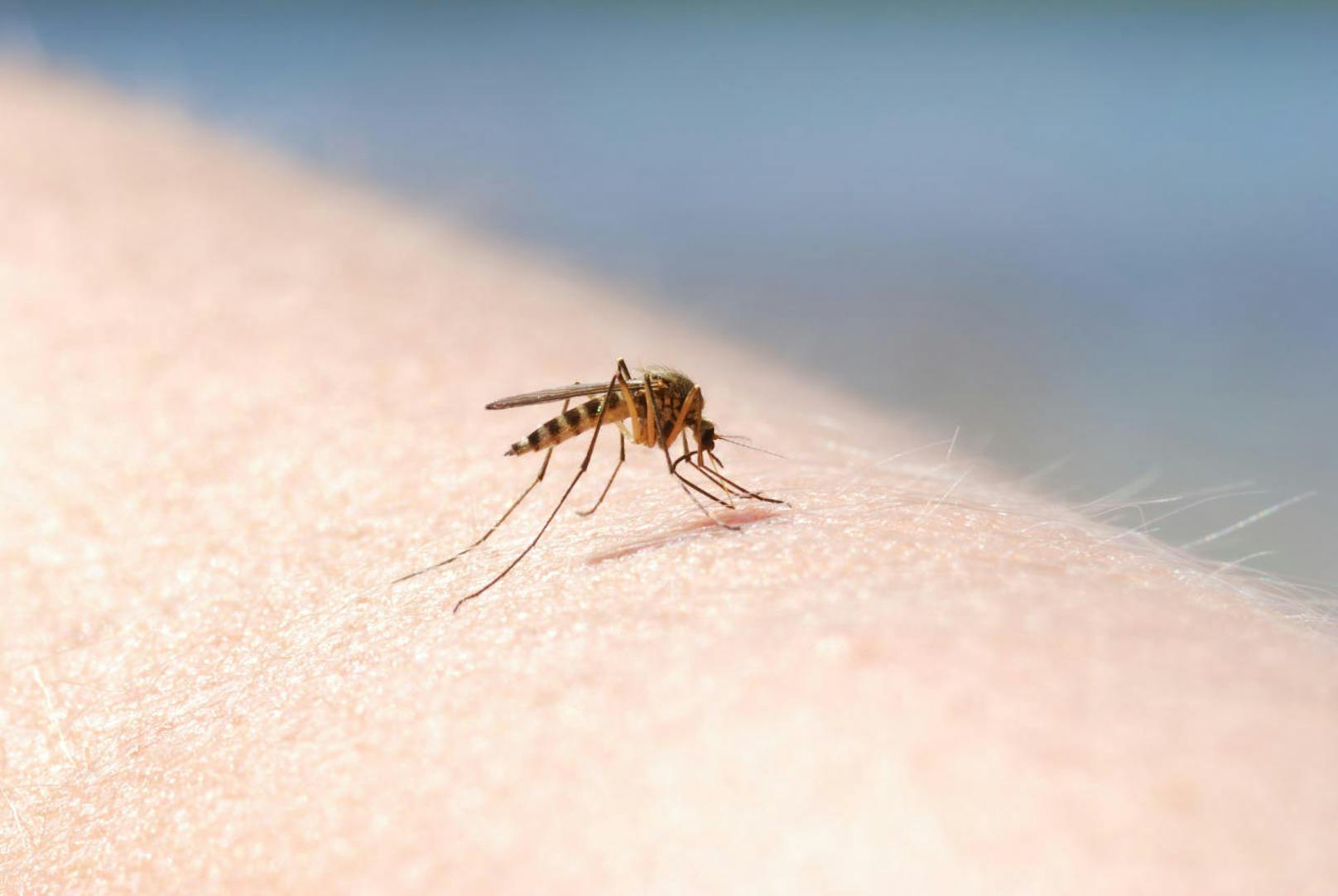 Der letzte Stachel ist der übelste: Durch ihn befördert die Mücke ihren Speichel in unseren Körper, um die Blutgerinnung zu unterbinden.