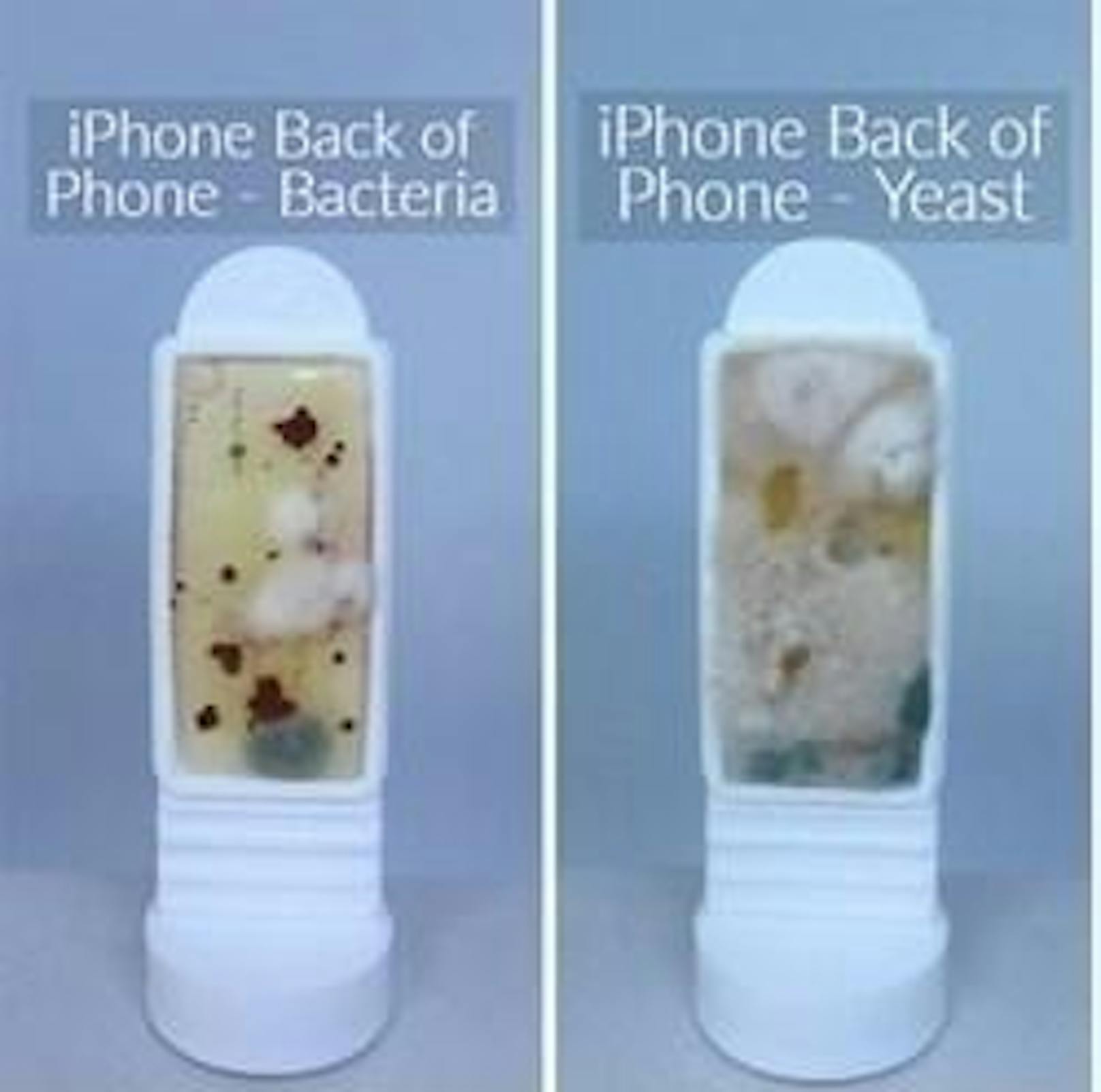 Die Rückseite eines iPhone in der Bakterien (l.) und der Hefepilz-Auswertung