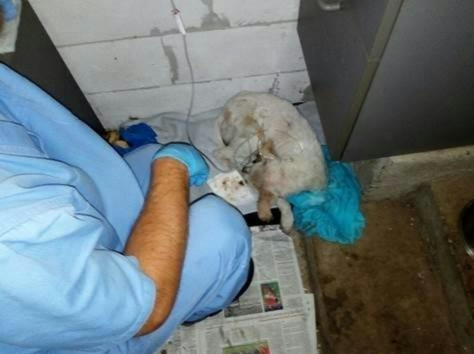 Der Hund wurde in Serbien von Tierärzten betreut.