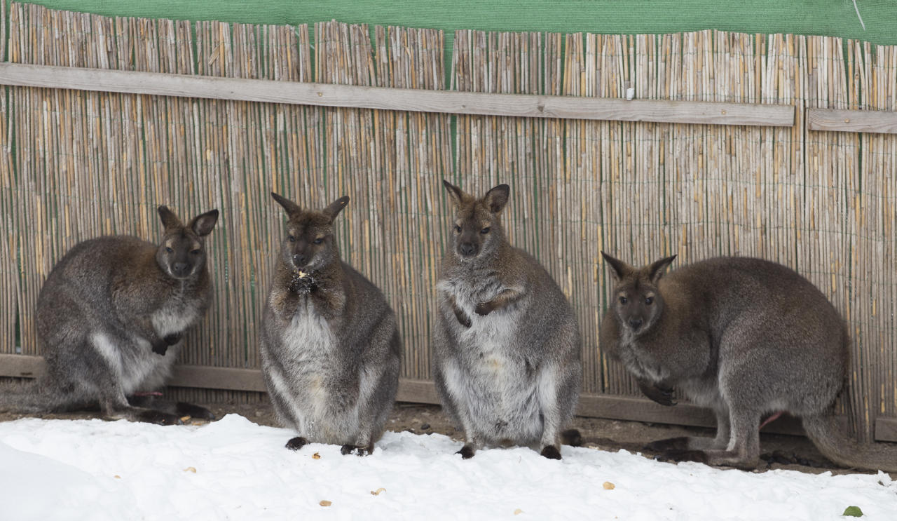 Die frisch gebackenen Känguru-Eltern. 