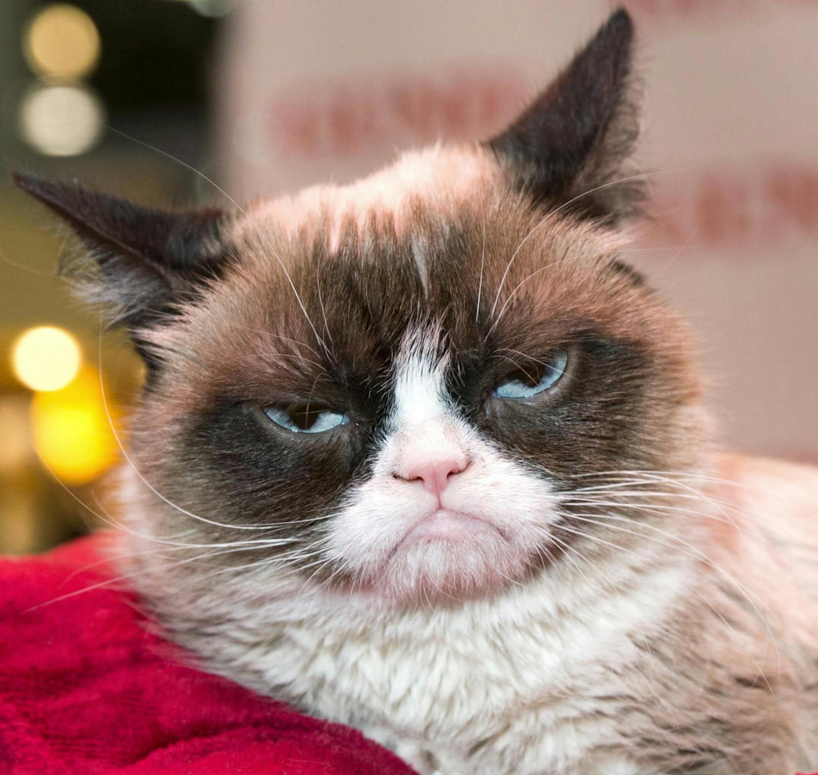 Jeder kennt sie. Die mittlerweile leider verstorbene "Grumpy Cat" ist weltberühmt: Doch sie ist bei weitem nicht die einzige Katze, die man am Liebsten dauerknuddeln würde: <b>Das beweisen die nächsten 49 Bilder >>></b>