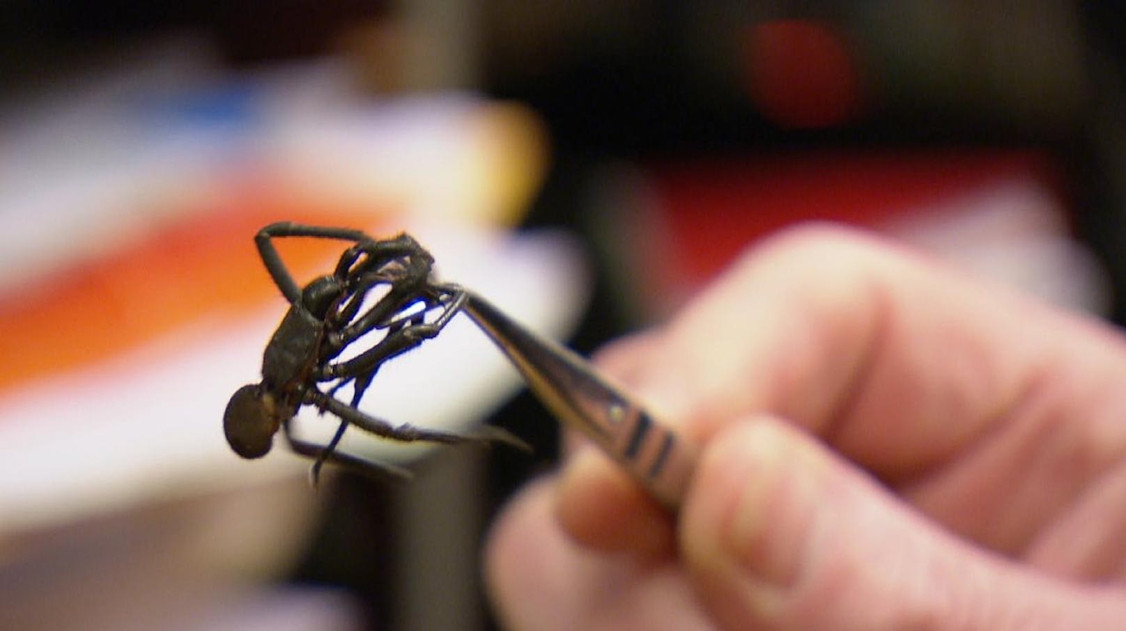 Die Trichternetzspinne ist eine der wenigen Spinnen, deren Biss einen Menschen umbringen kann. Dr. Bob: "Sie ist Australiens giftigste Spinne. Wir haben aber das Gegengift immer parat"
