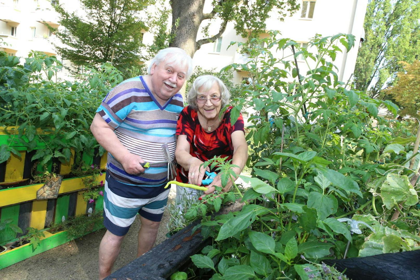 Helmuth (77) und Erika (77) garteln begeistert mit.