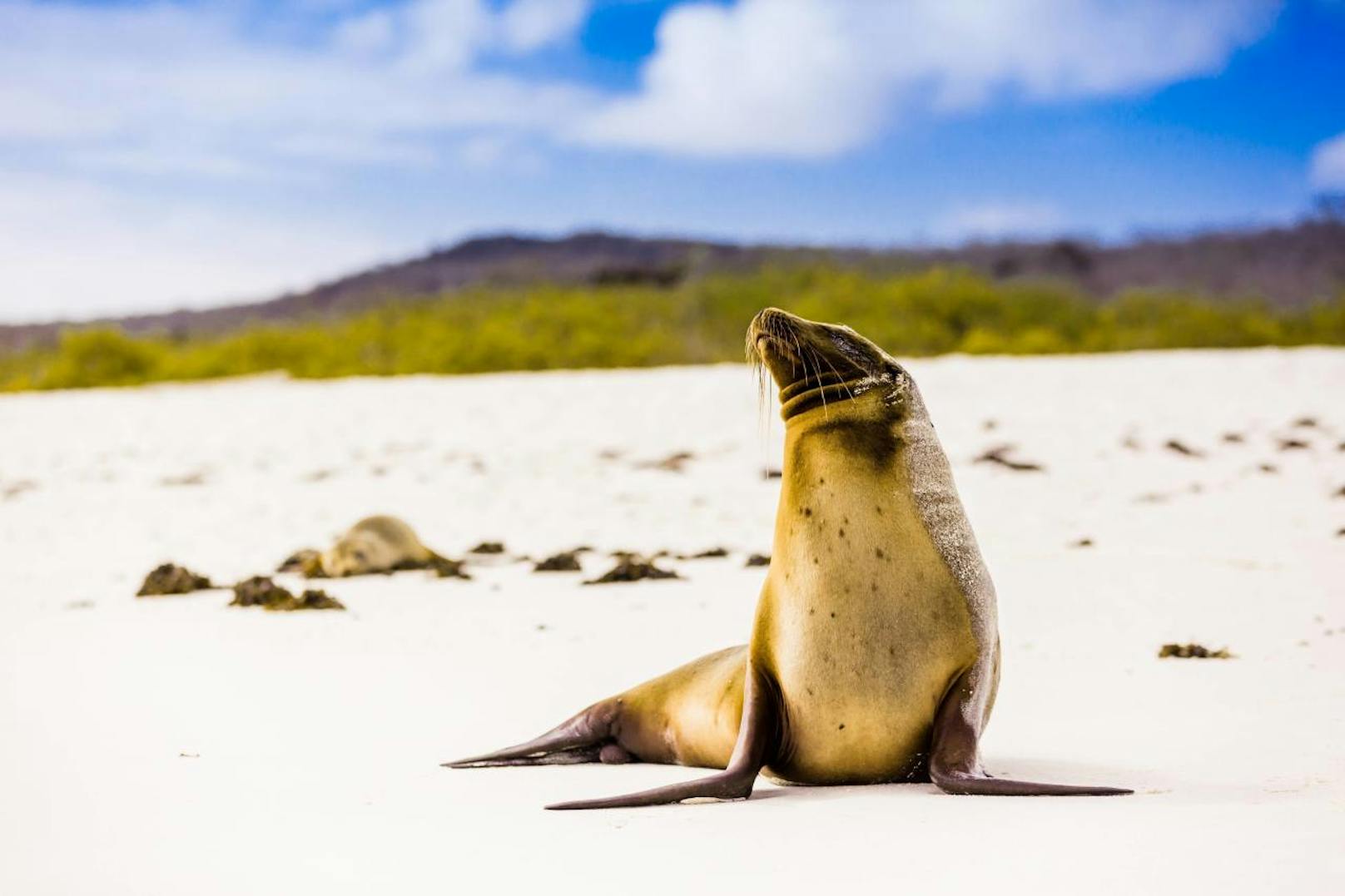 <b>Seelöwen auf Galapagos:</b> Die Galapagos-Inseln im Pazifik sind wahrscheinlich das berühmteste Ziel für Wildbeobachtungen in der Welt.