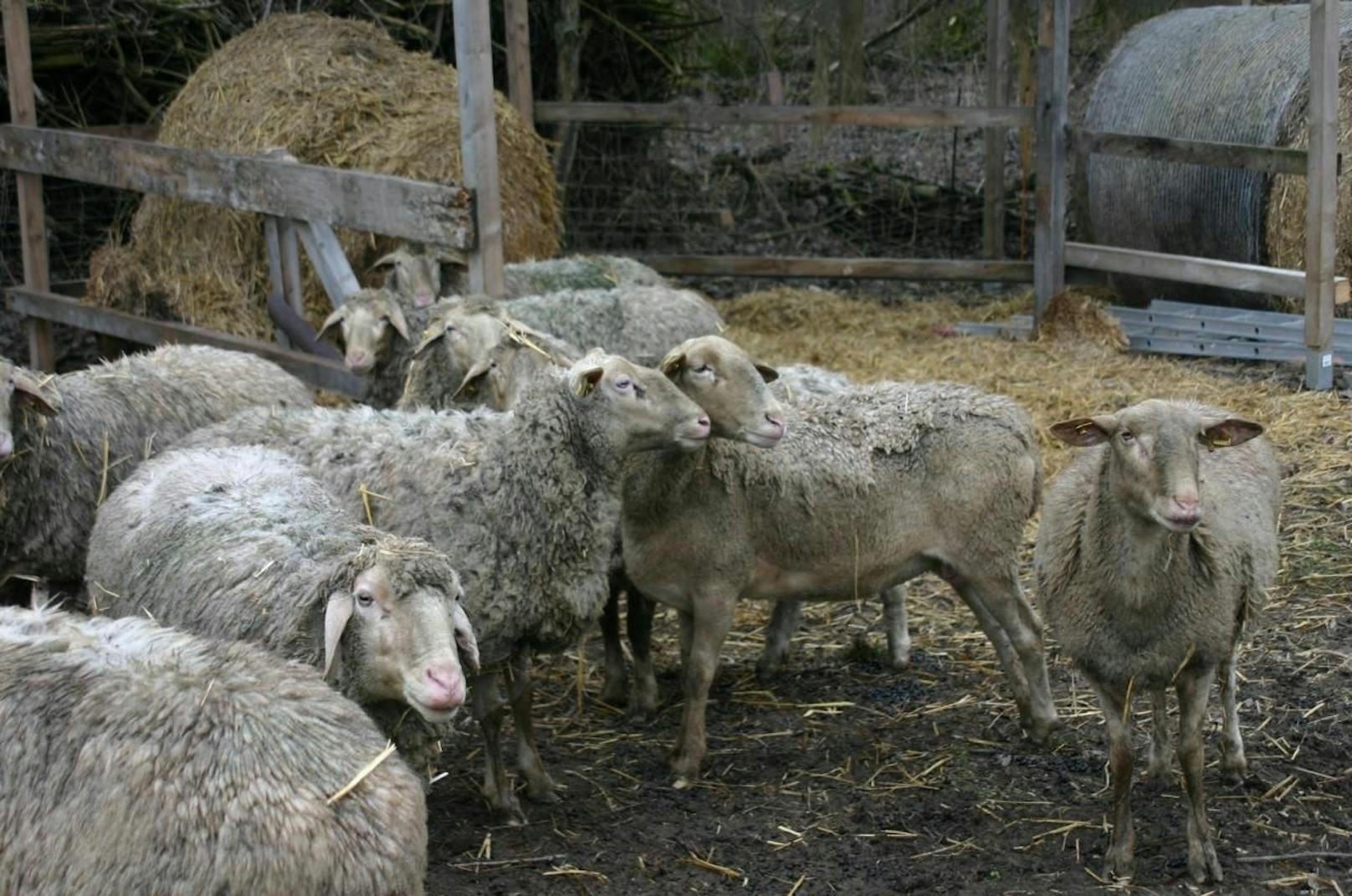 Viele der Schafe verlieren ihr Fell.