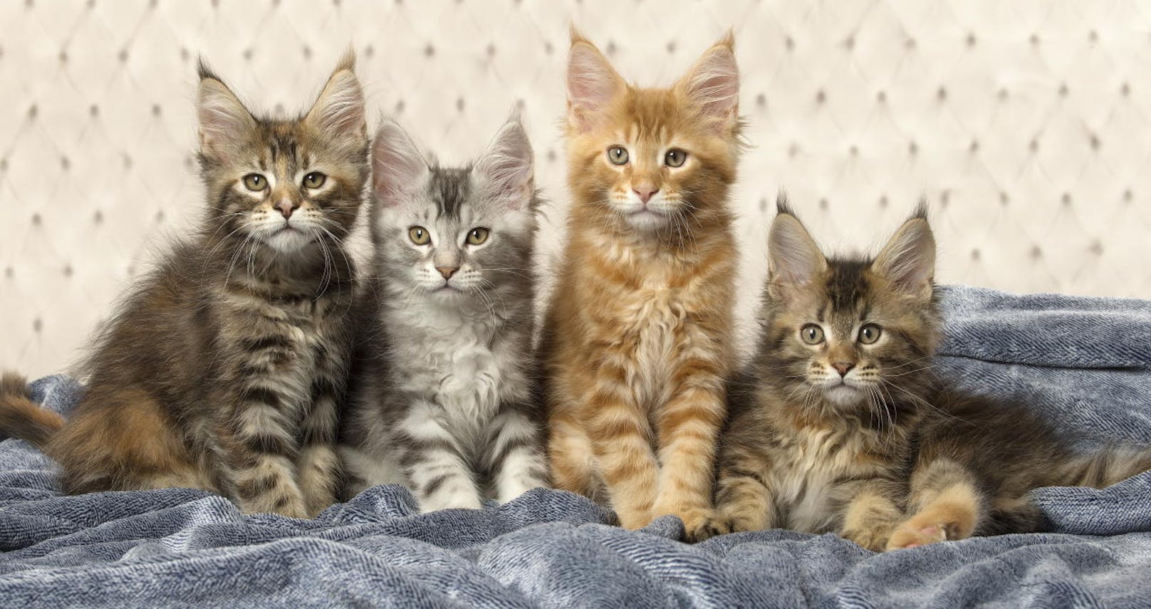 Diese vier Maine-Coon-Kätzchen sind zwar politisch unbedeutend, aber das ist egal. Sie sind einfach zu süß.