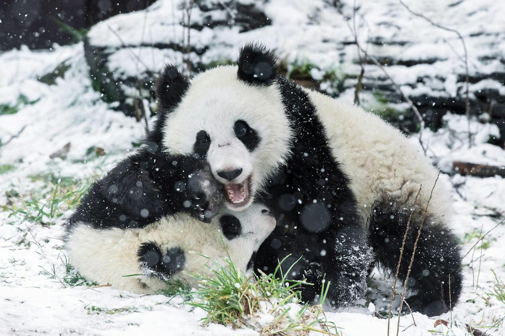 Die Pandas im Zoo Schönbrunn lieben den Schnee.