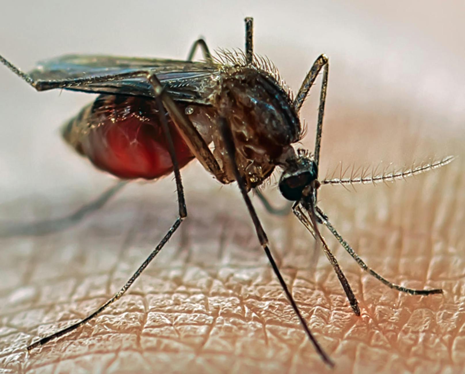 Um noch mehr nährstoffreiche rote Blutkörperchen aufnehmen zu können, trennt die Mücke Wasser vom angesaugten Blut und scheidet es hinten aus.