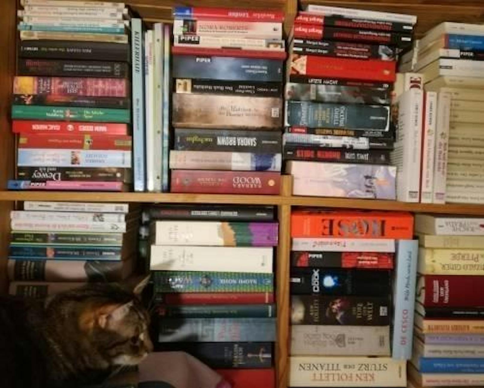Sookie liegt gerne vorm Bücherregal