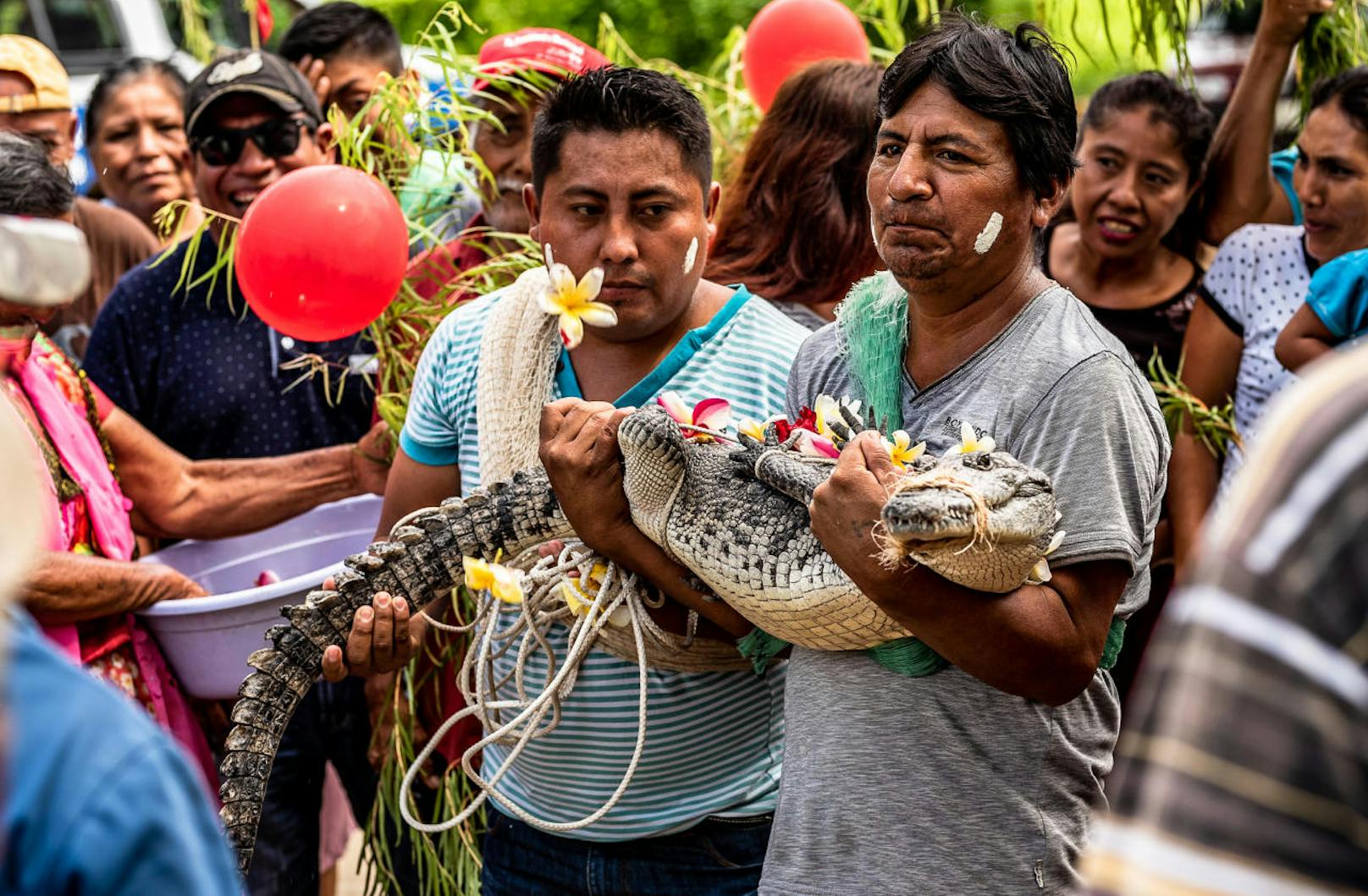 Victor Aguilar Ricardez aus dem Dorf San Pedro heiratete seine ungewöhnliche Braut: Ein kleines Krokodil. Was soll der seltsame Brauch? Es geschieht zu Feierlichkeiten zu Ehren des Heiligen San Pedro und soll den Fischern einen reichen Fang bescheren.