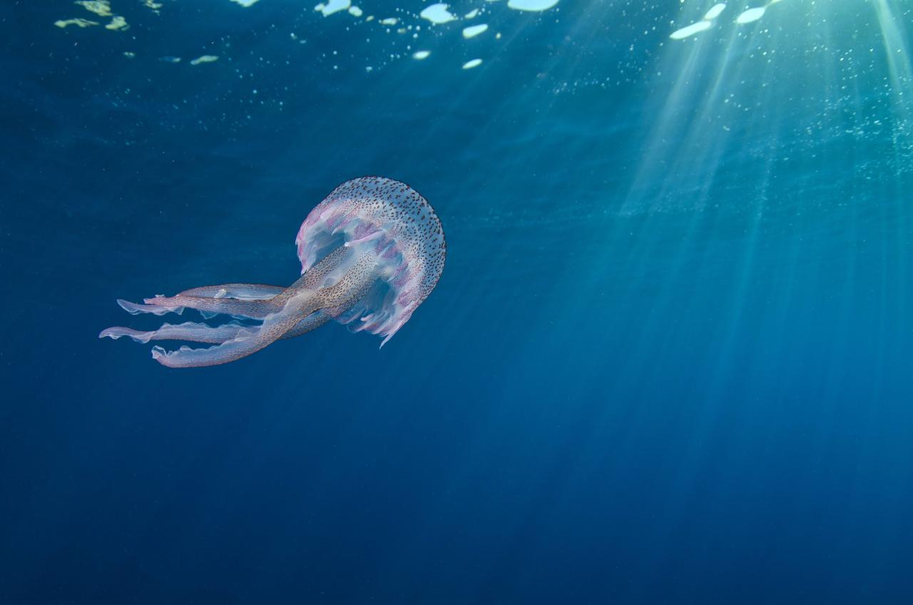 Heute.at - An Kroatiens Küste droht eine Quallenplage