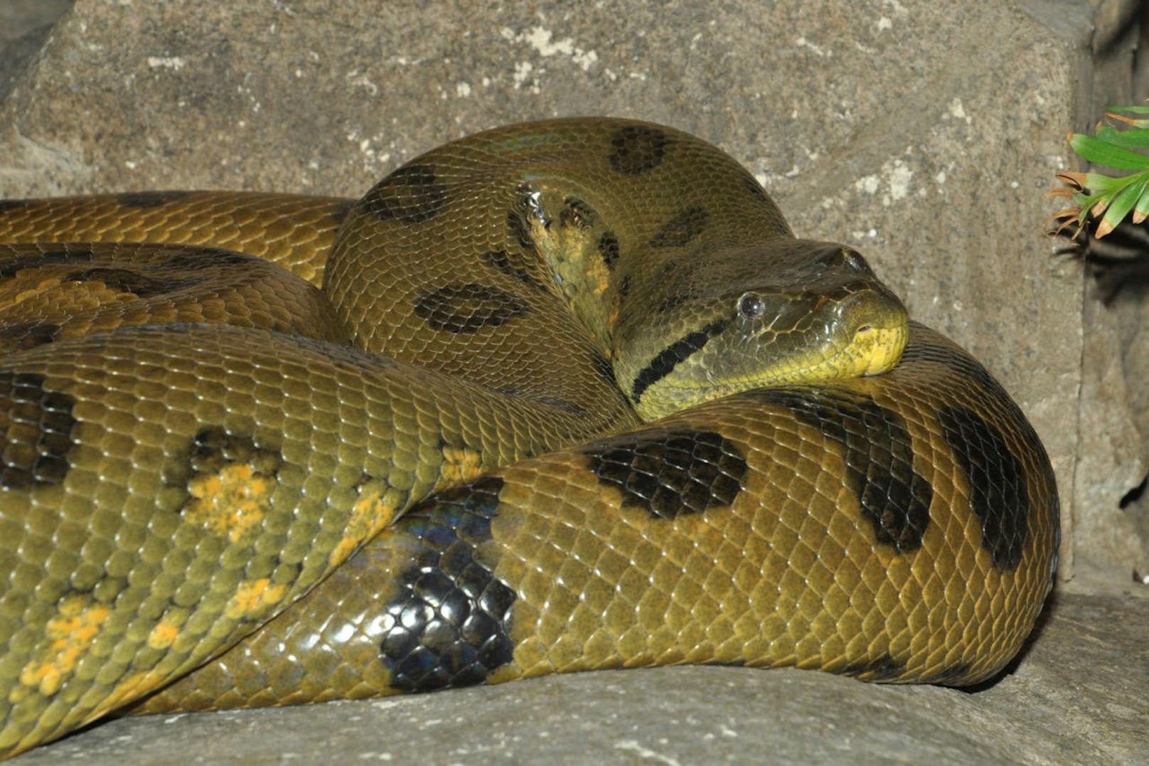 Der Umzug der beiden Riesenschlangen war Schwerstarbeit - immerhin wiegt so ein Prachtexemplar rund 80 Kilogramm. (c) Günther Hulla